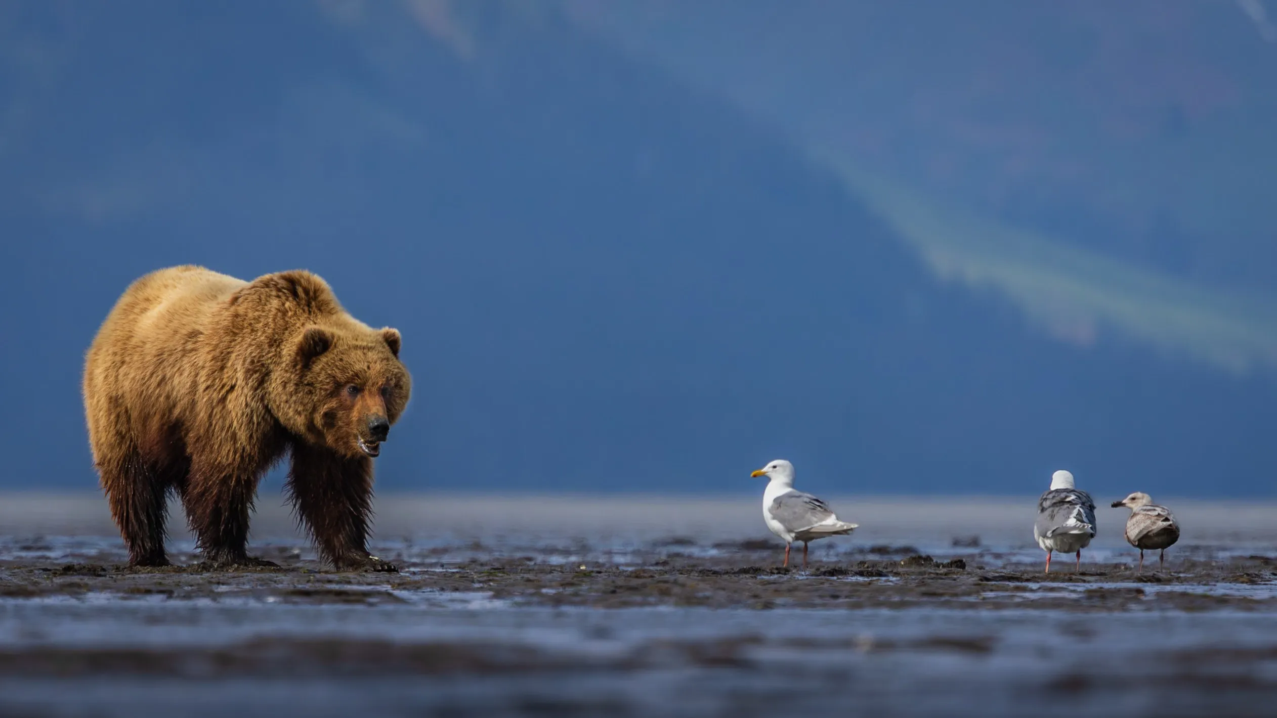 After the Rain — fine art wildlife photography print by Paul Anderson, Lake Clark, Alaska