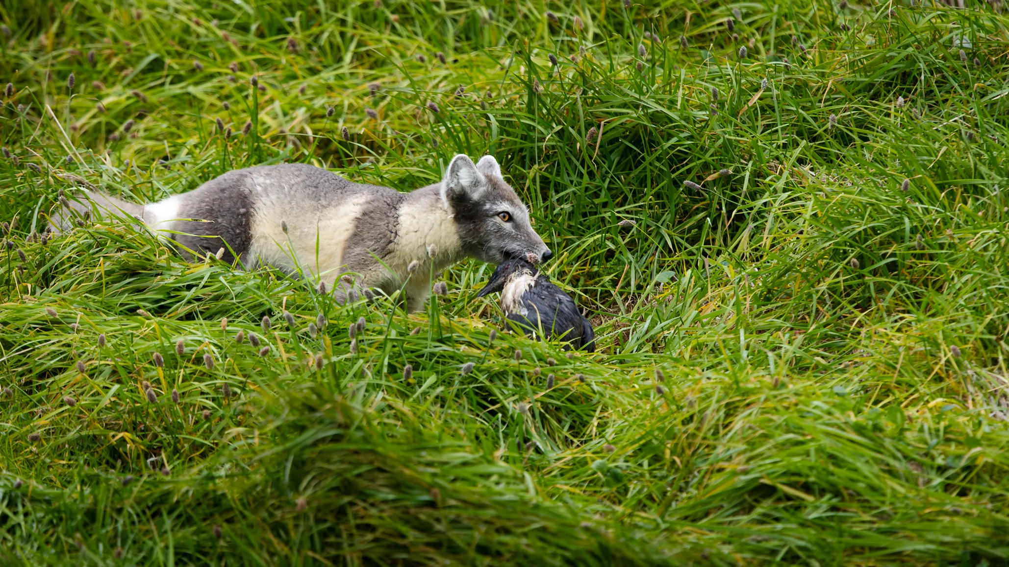 Summer Coat — fine art wildlife photography print by Paul Anderson, Svalbard, Norway