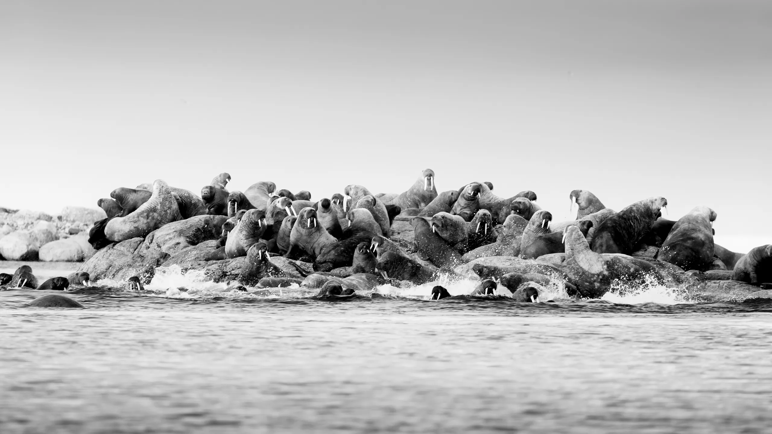 Arctic Shore — fine art landscape photography print by Paul Anderson, Svalbard, Norway