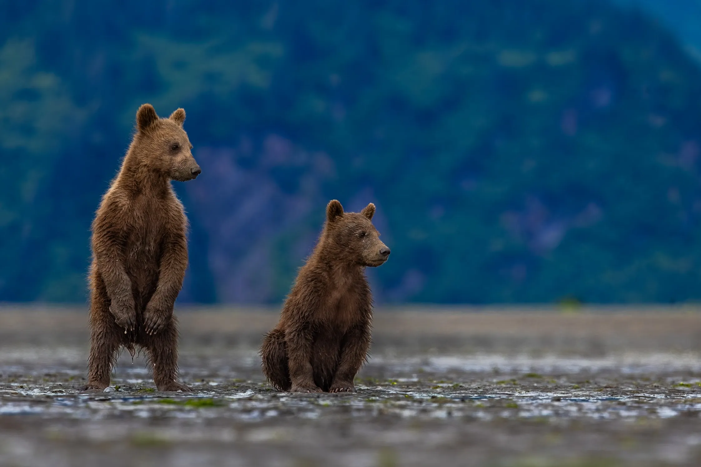 Two brown bear cubs waiting on the shore for their mother, Lake Clark National Park, Alaska — fine art wildlife photography print by Paul Anderson