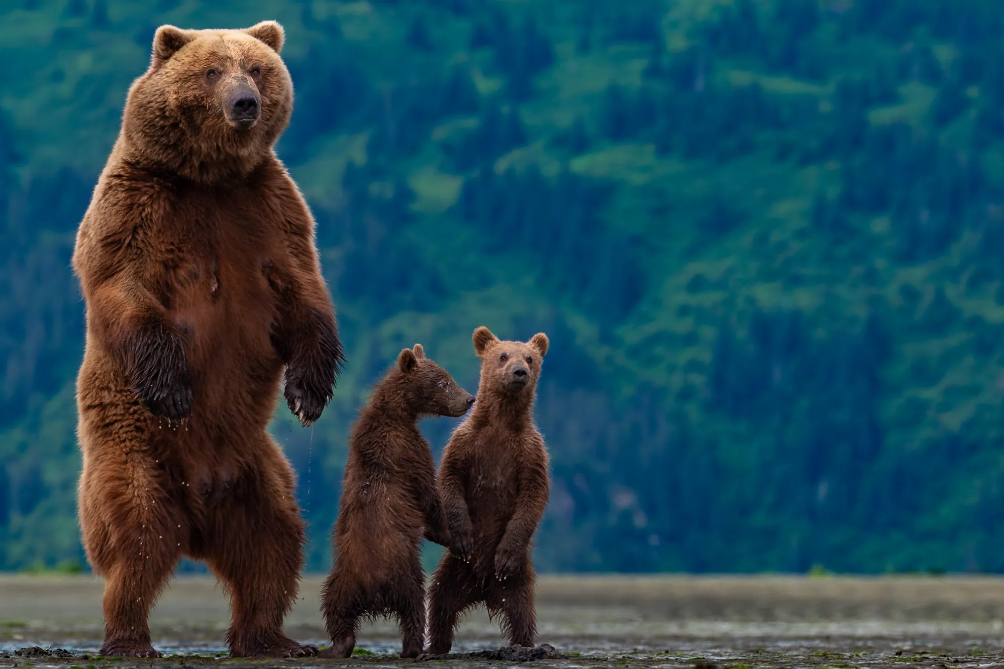 The Family — fine art wildlife photography print by Paul Anderson, Lake Clark, Alaska