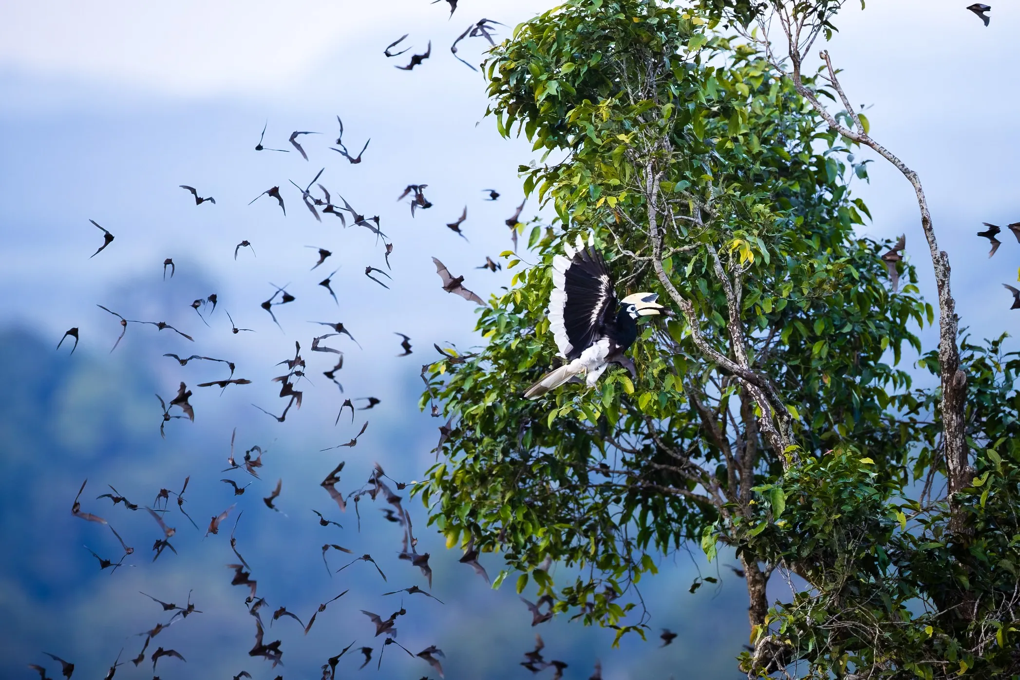 A flock of birds gathering in a rainforest tree, Borneo, Malaysia — fine art bird photography print by Paul Anderson
