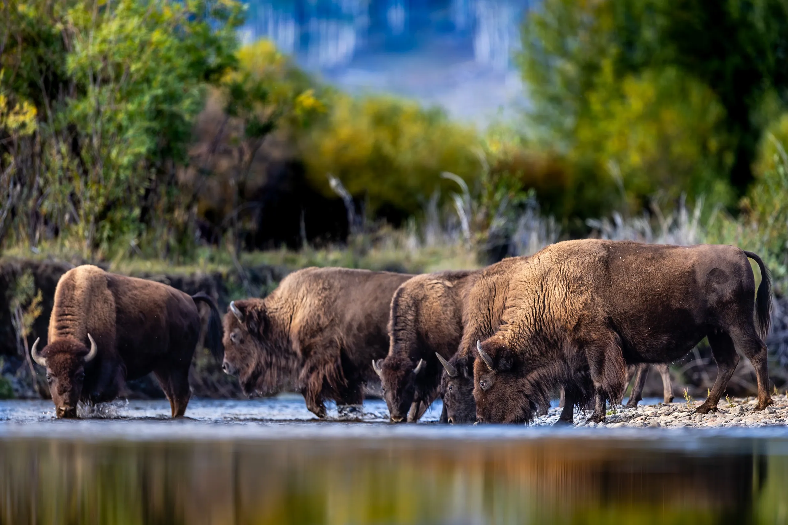 A herd of bison fording a river, Yellowstone National Park, Wyoming — fine art wildlife photography print by Paul Anderson