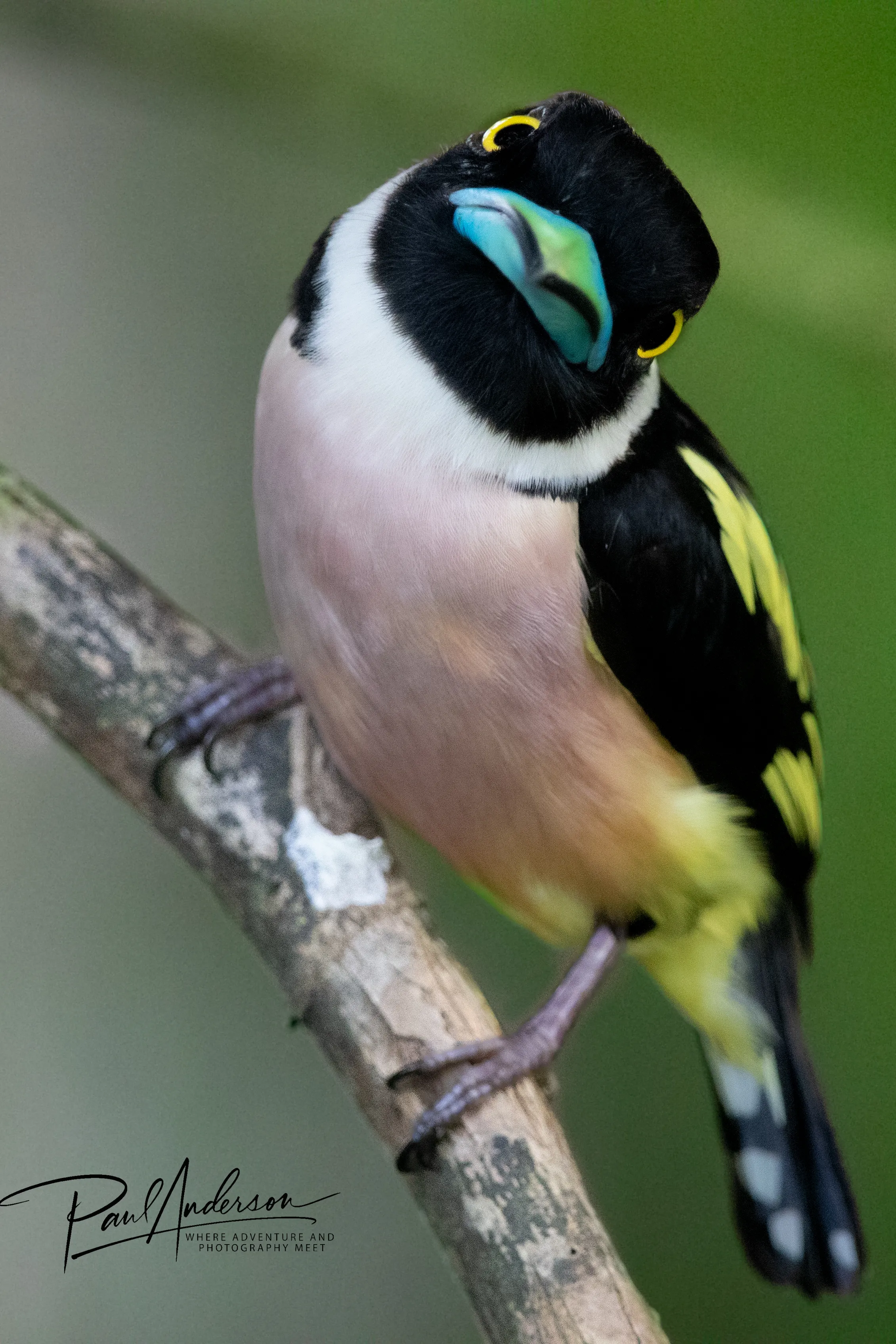 A black-and-yellow broadbill, brightly colored, in the Bornean rainforest — fine art bird print