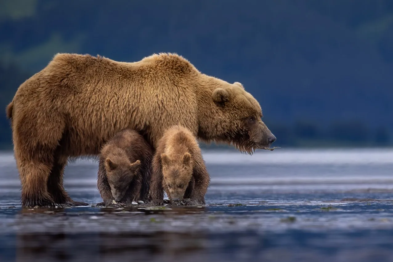 A brown bear mother and two cubs on an Alaskan riverbank — fine art wildlife photography print by Paul Anderson