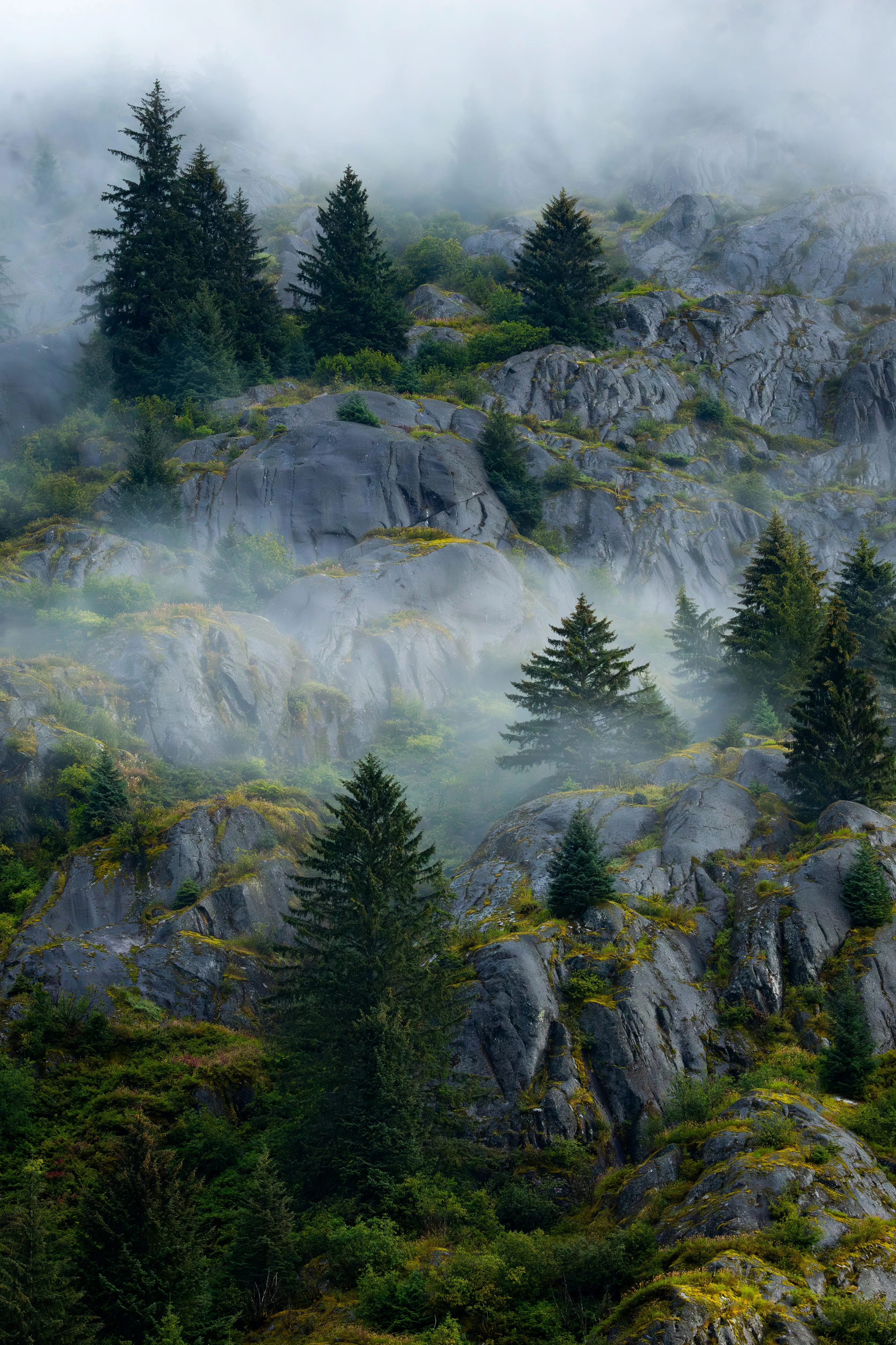 Cloud Forest — fine art landscape photography print by Paul Anderson, Southeast Alaska