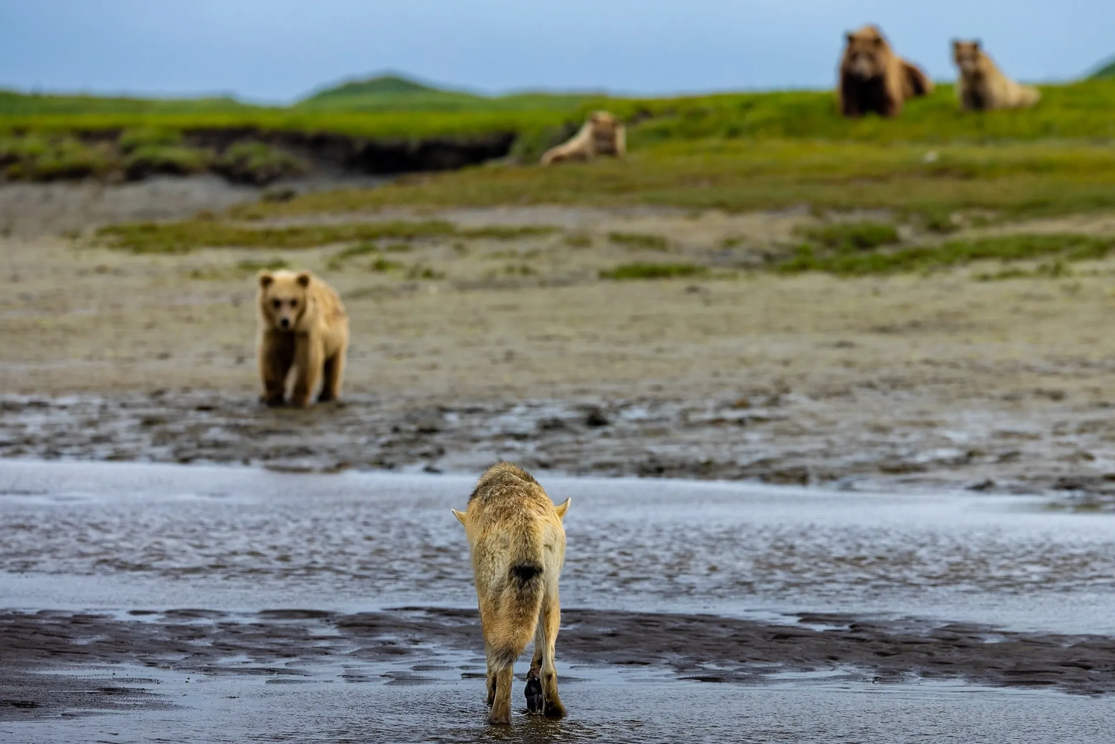 A pair of coastal brown bears on the tidal flats, Lake Clark National Park, Alaska — fine art wildlife photography print by Paul Anderson