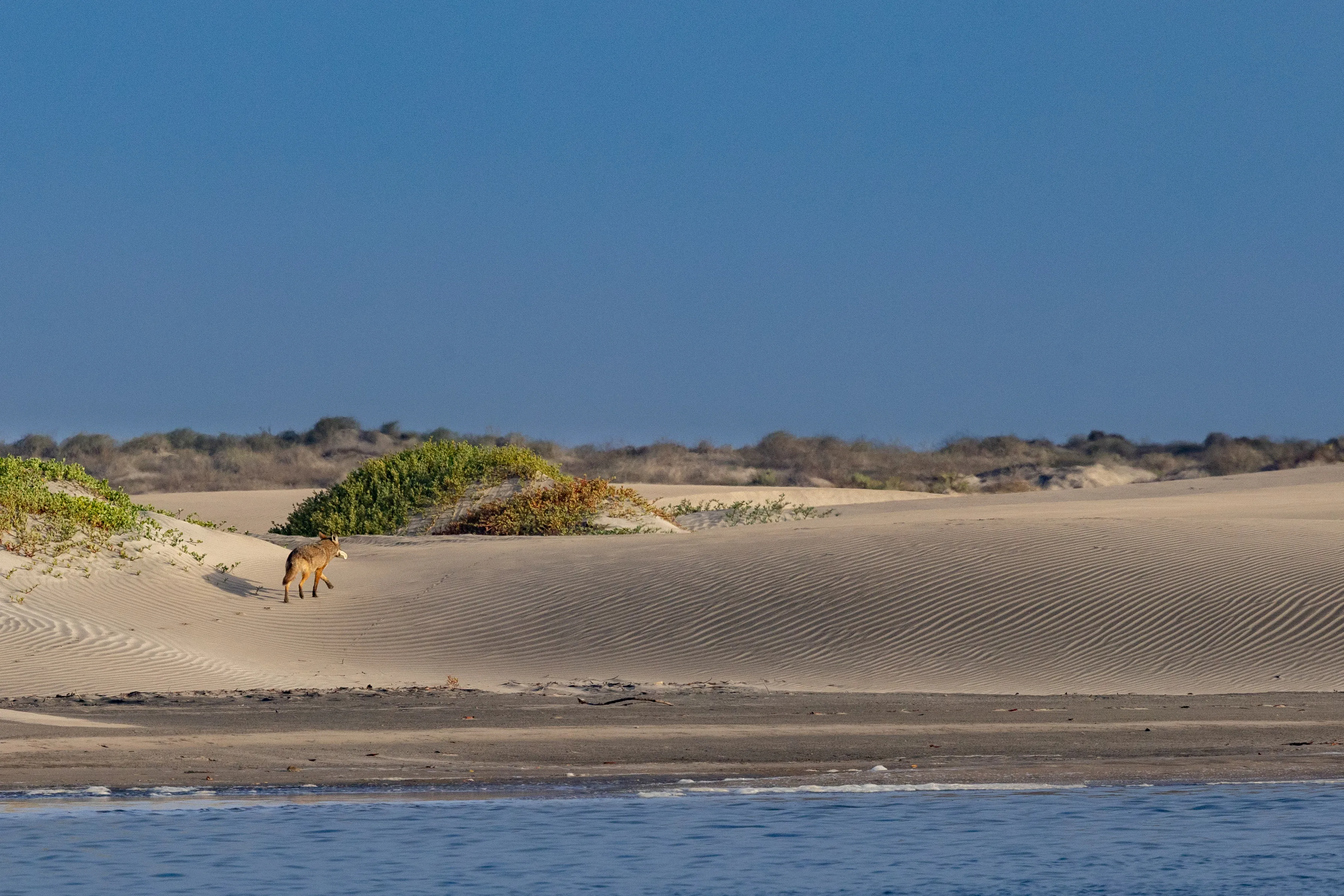 A sweeping sandy spit meeting calm water along a remote coastline — fine art landscape print