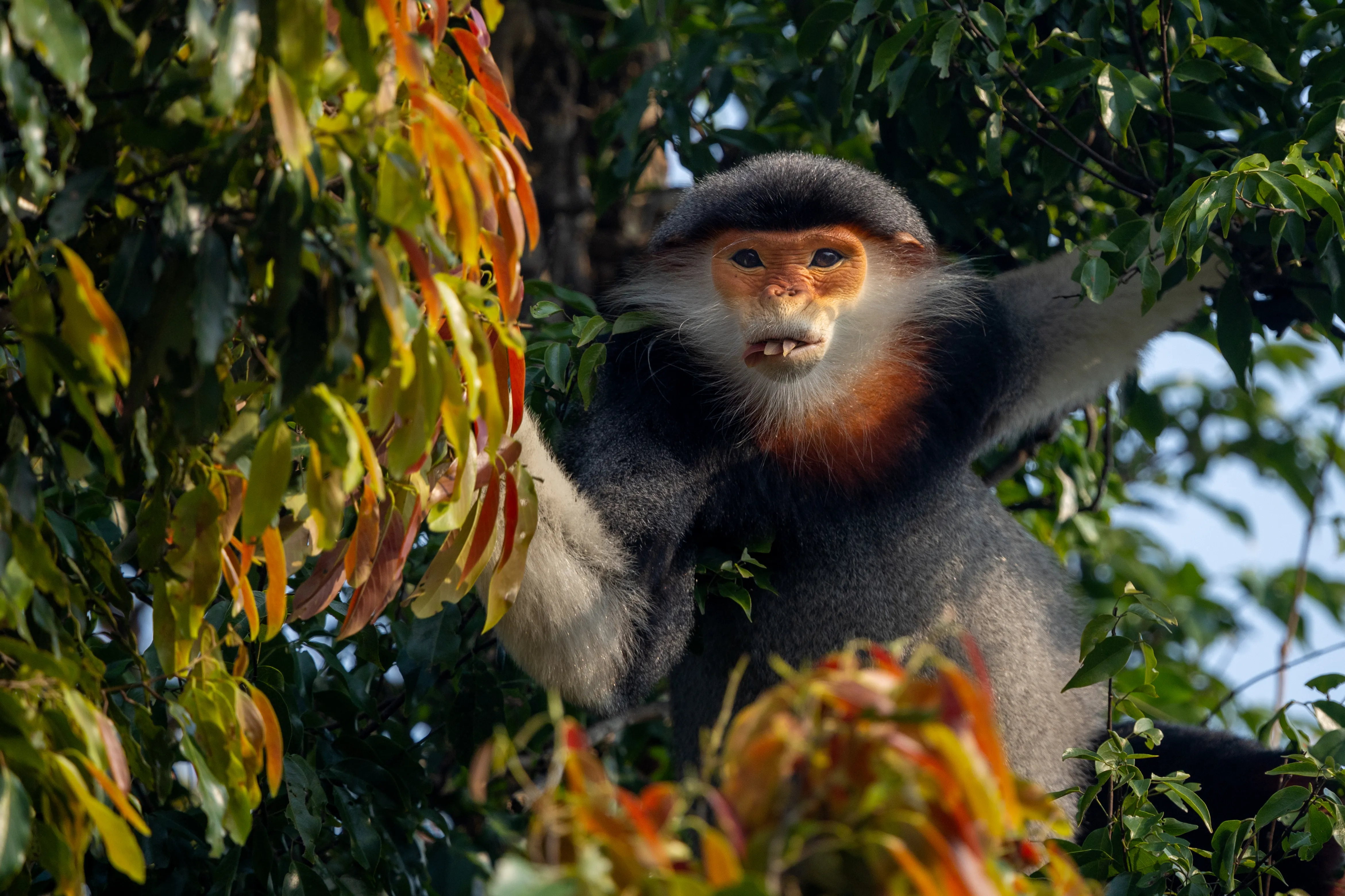 A red-shanked douc langur showing its crimson legs in the forest of Vietnam — fine art wildlife print