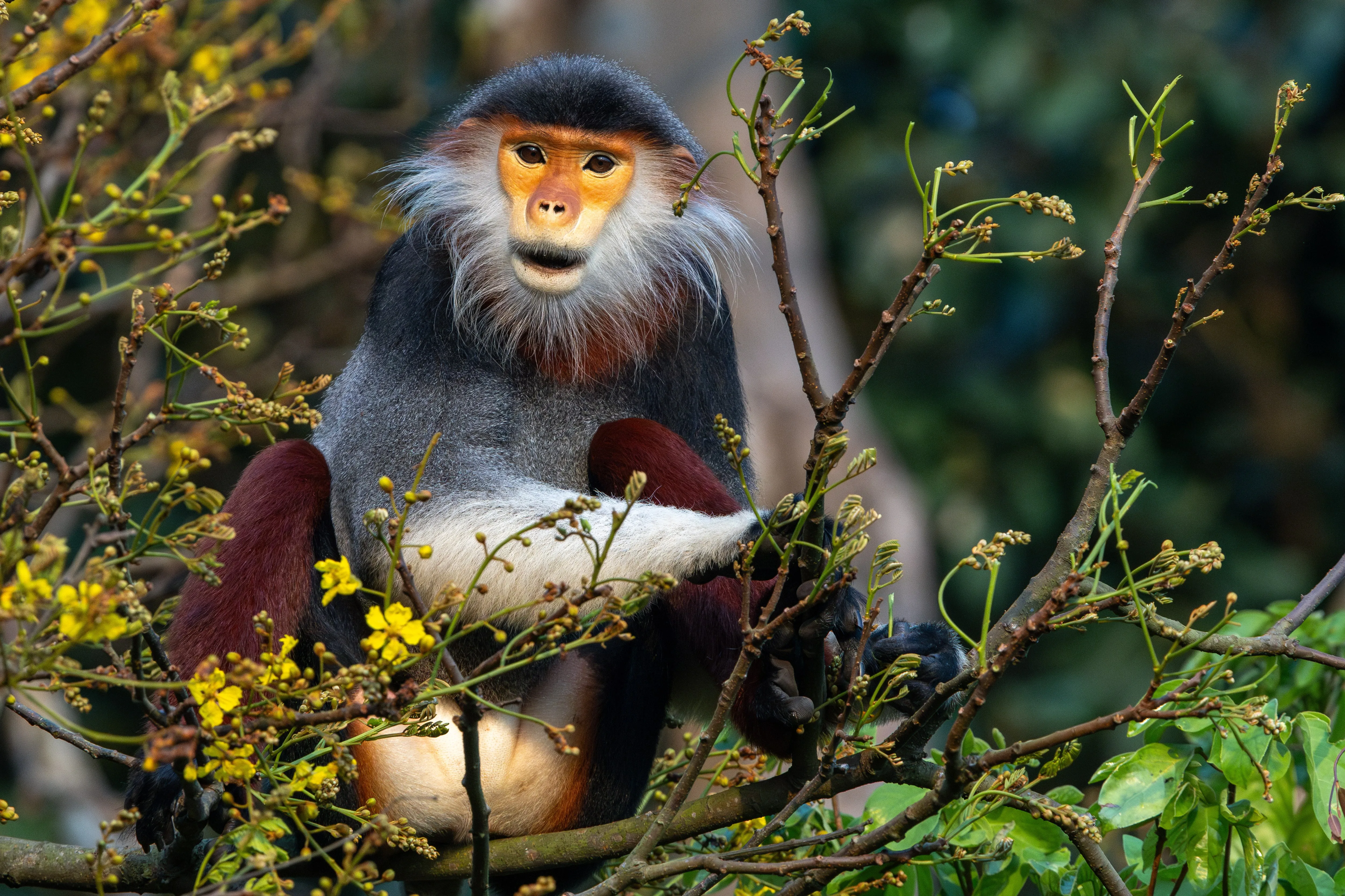 A red-shanked douc langur watching from a branch in the Vietnamese forest — fine art wildlife print
