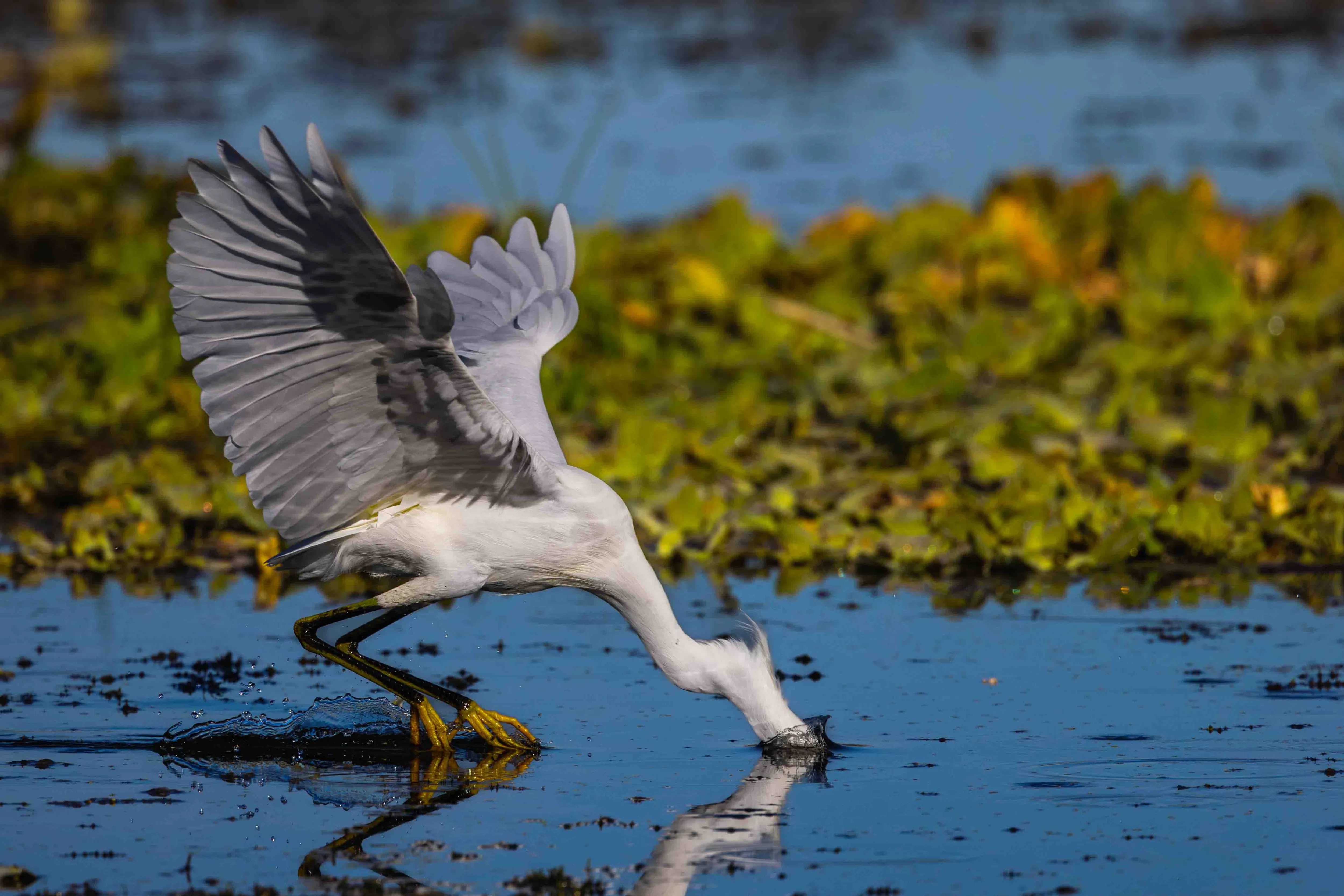 A great egret landing on the water with wings spread wide — fine art bird photography print