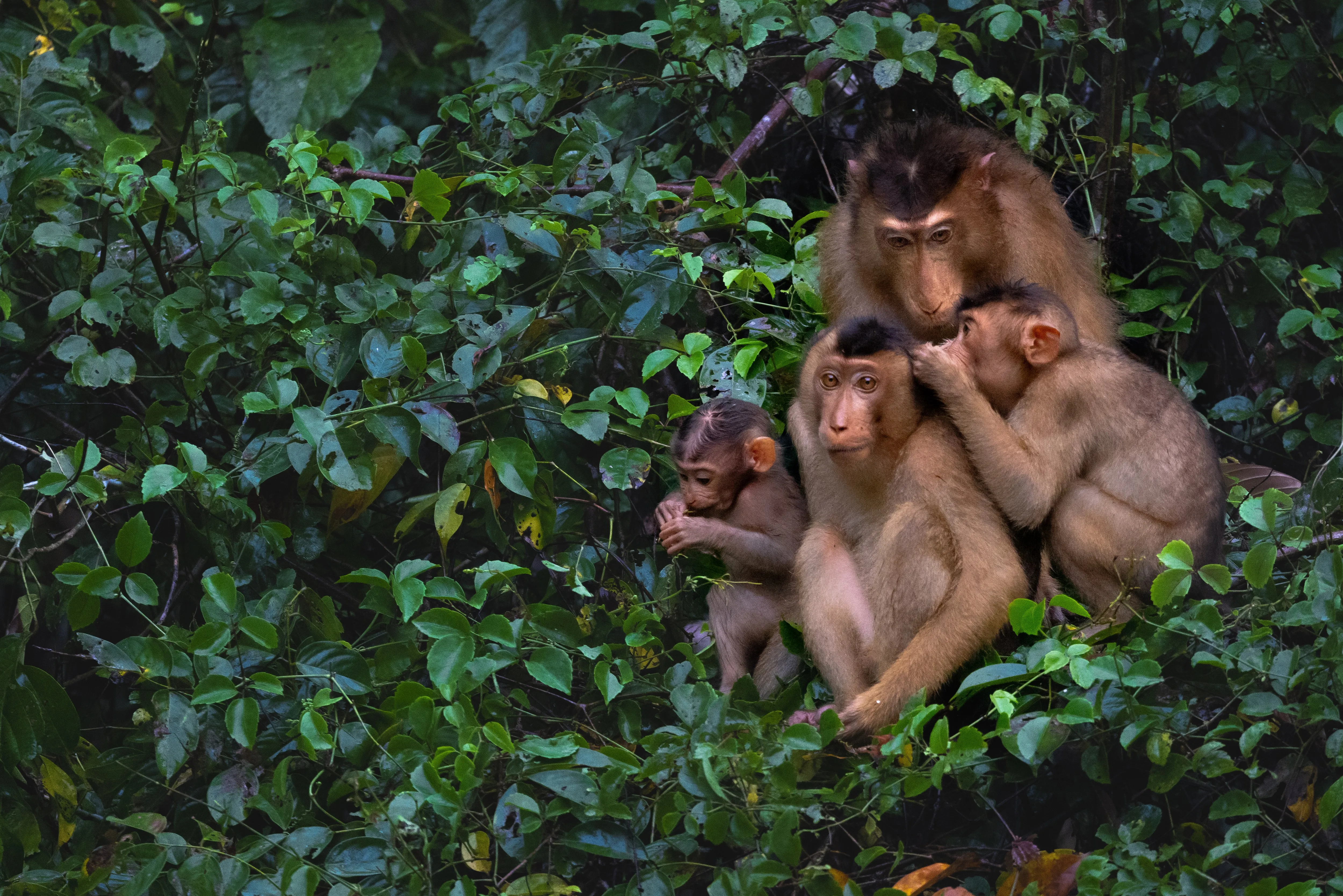 Family Ties — fine art wildlife photography print by Paul Anderson, Borneo, Malaysia