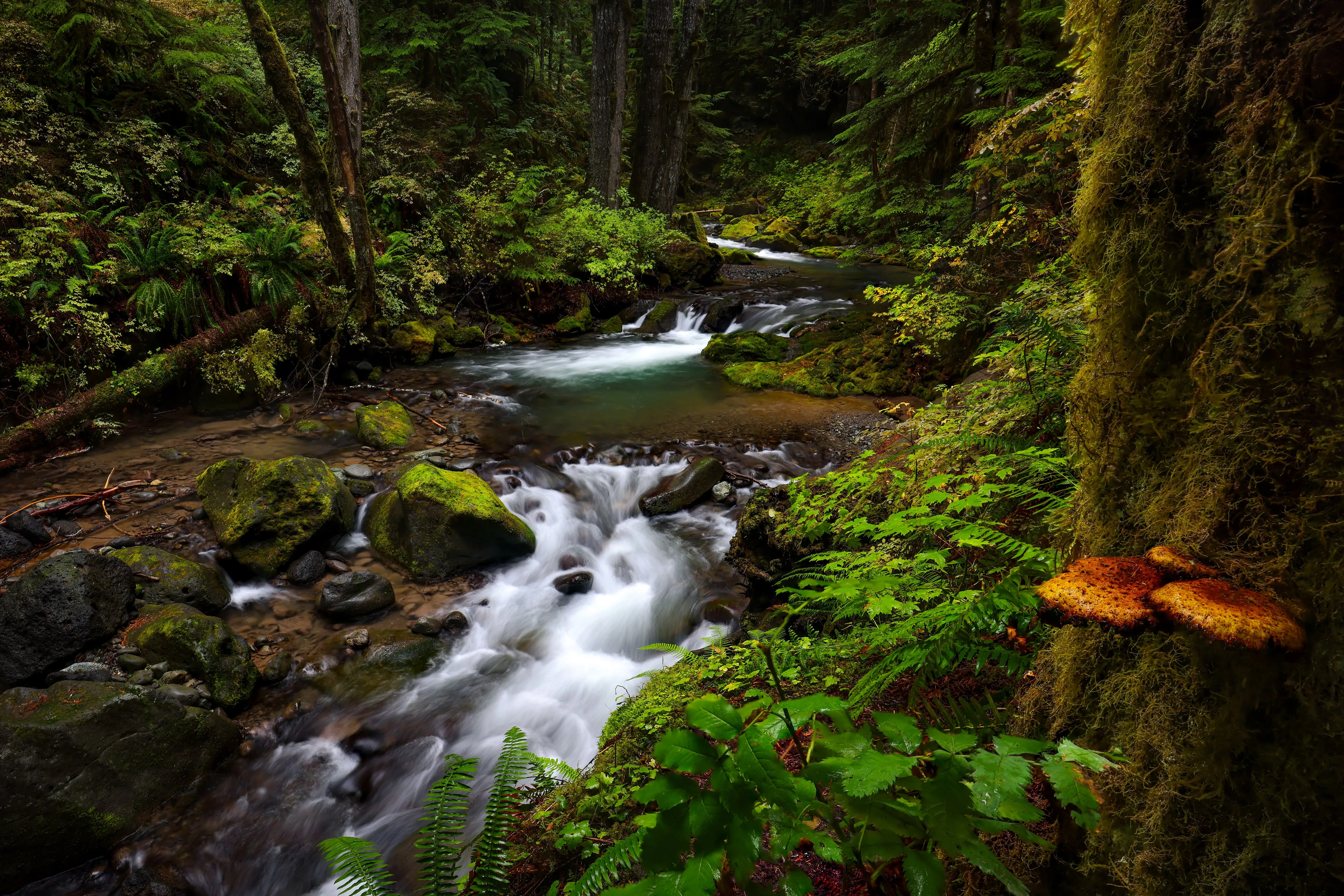 Forest Falls — fine art landscape photography print by Paul Anderson, Bellingham, Washington