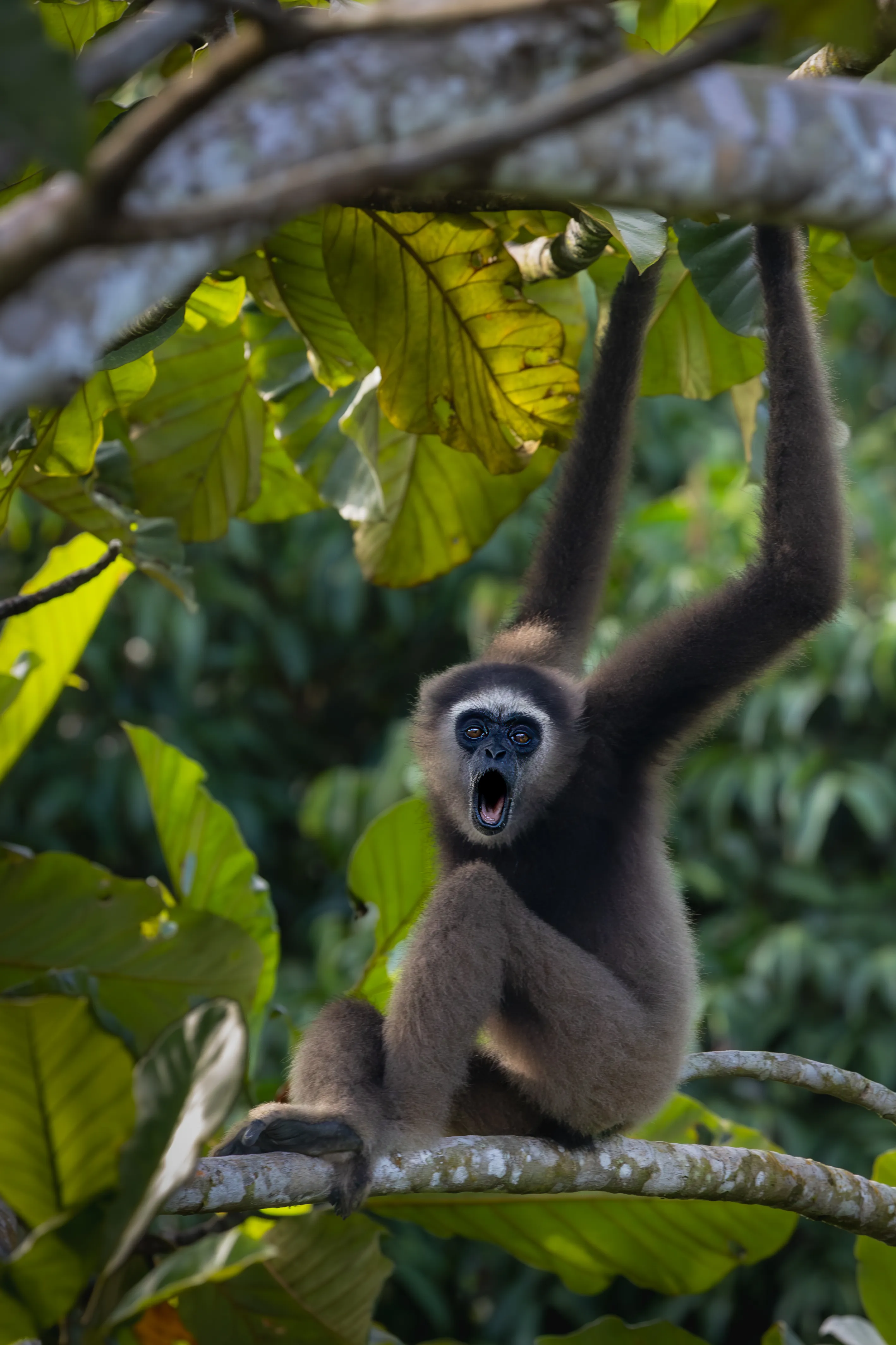 A wild gibbon perched in the rainforest canopy of Borneo — fine art wildlife photography print