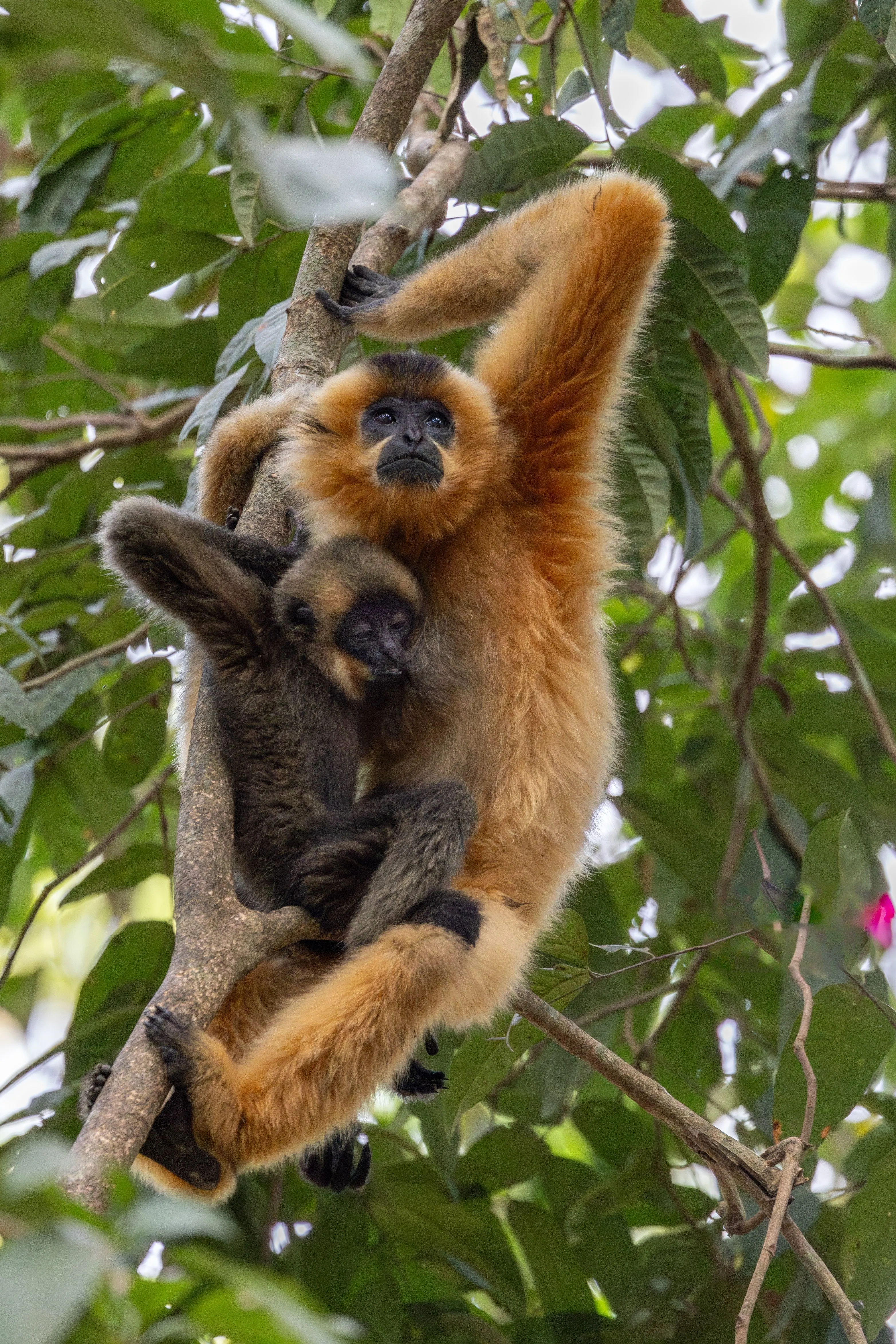 Holding On — fine art wildlife photography print by Paul Anderson, Vietnam