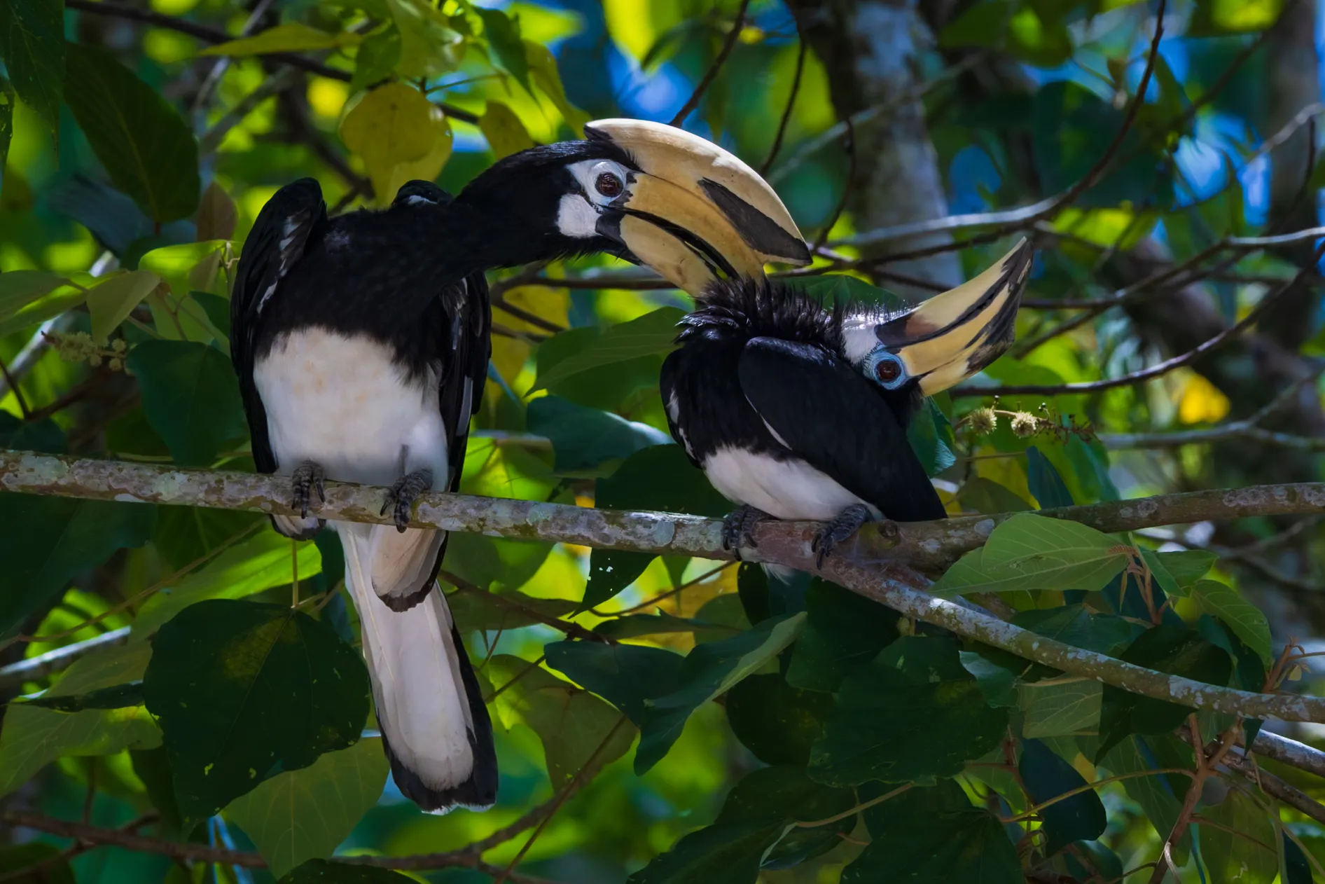 The Hornbill — fine art bird photography print by Paul Anderson, Borneo, Malaysia