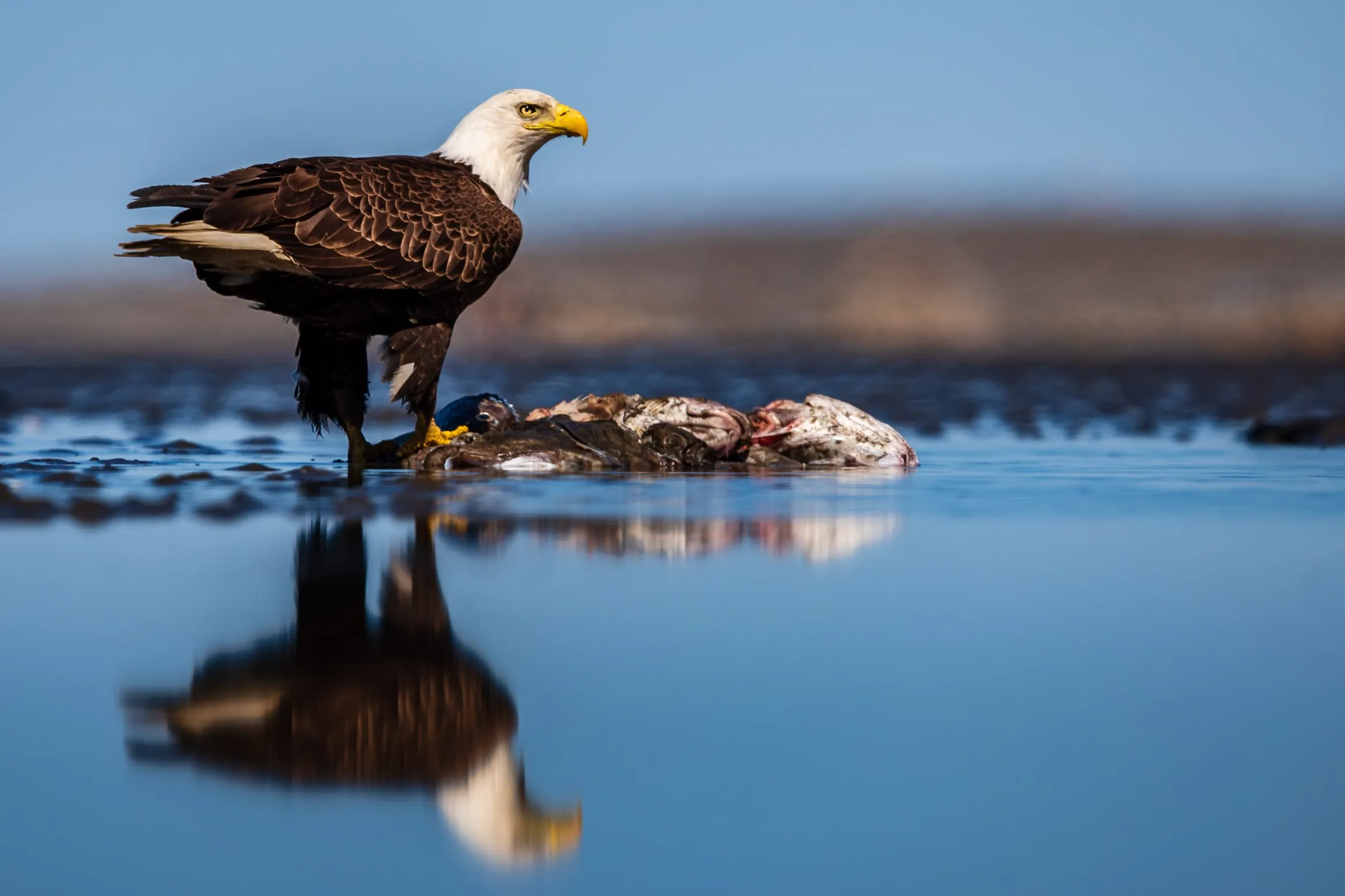 Lord of the Tide — fine art bird photography print by Paul Anderson, Homer, Alaska