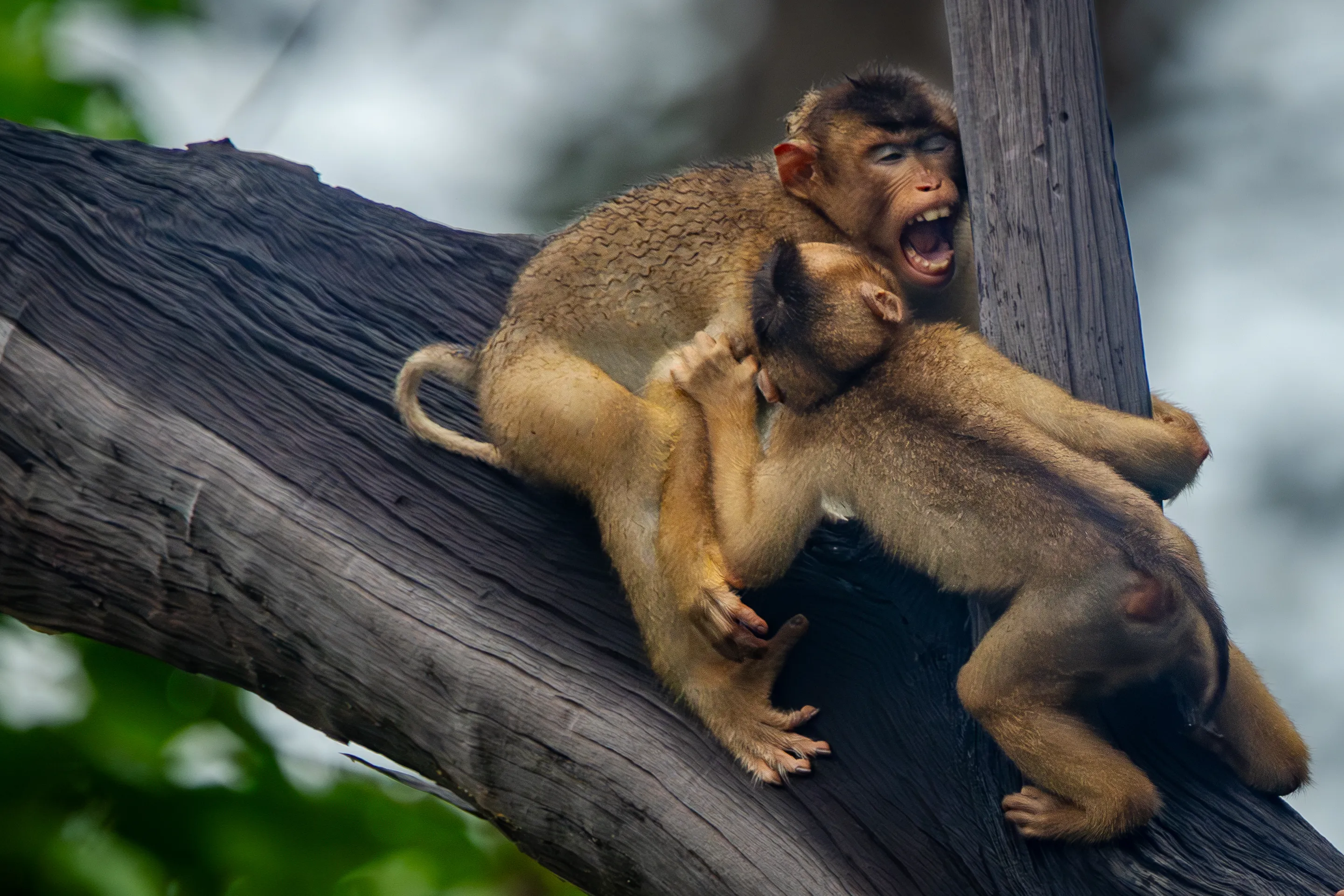 Two young Japanese macaques play-fighting on a log, Nagano — fine art wildlife print