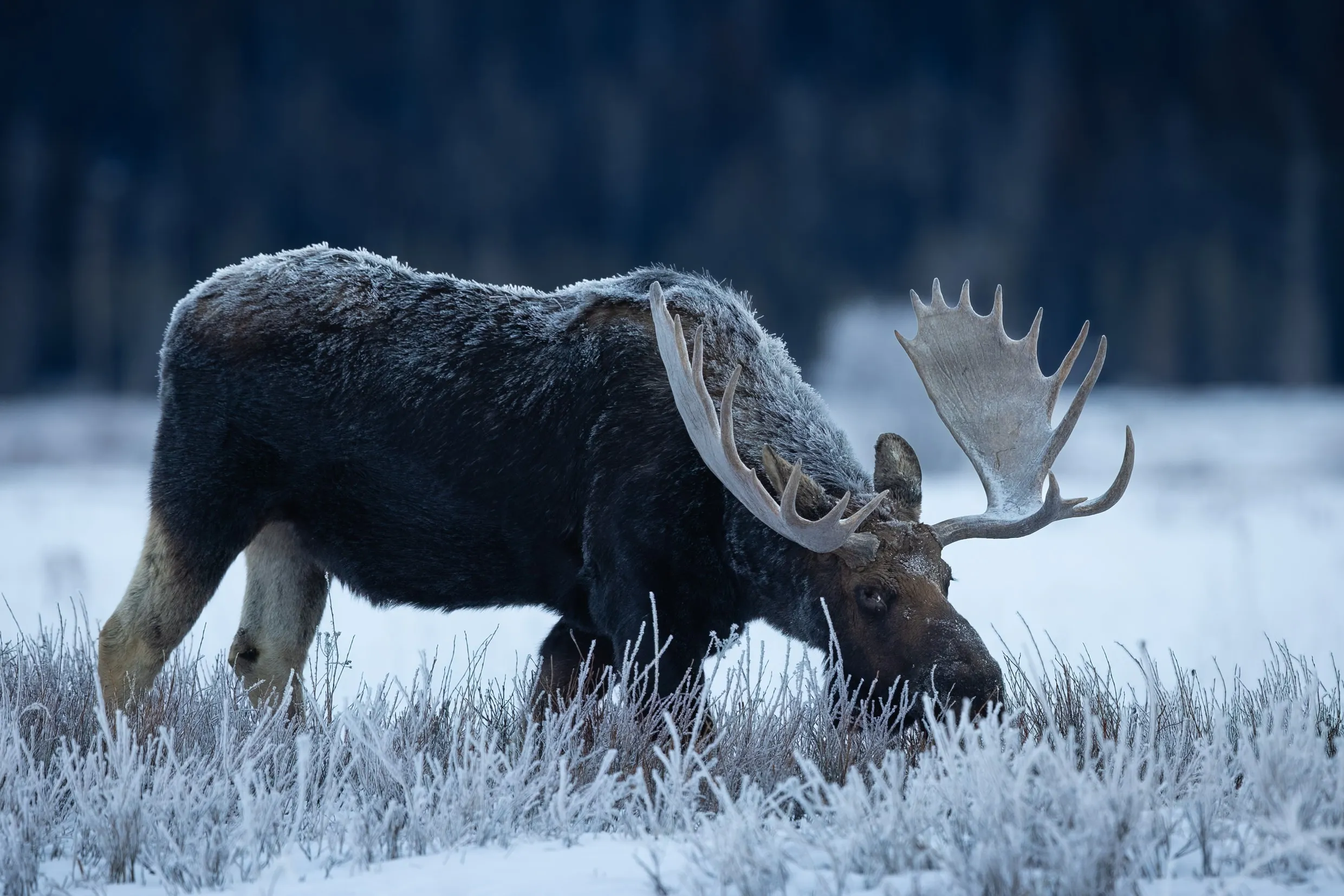 A bull moose carrying a heavy set of antlers through the meadow, Grand Teton National Park, Wyoming — fine art wildlife photography print by Paul Anderson