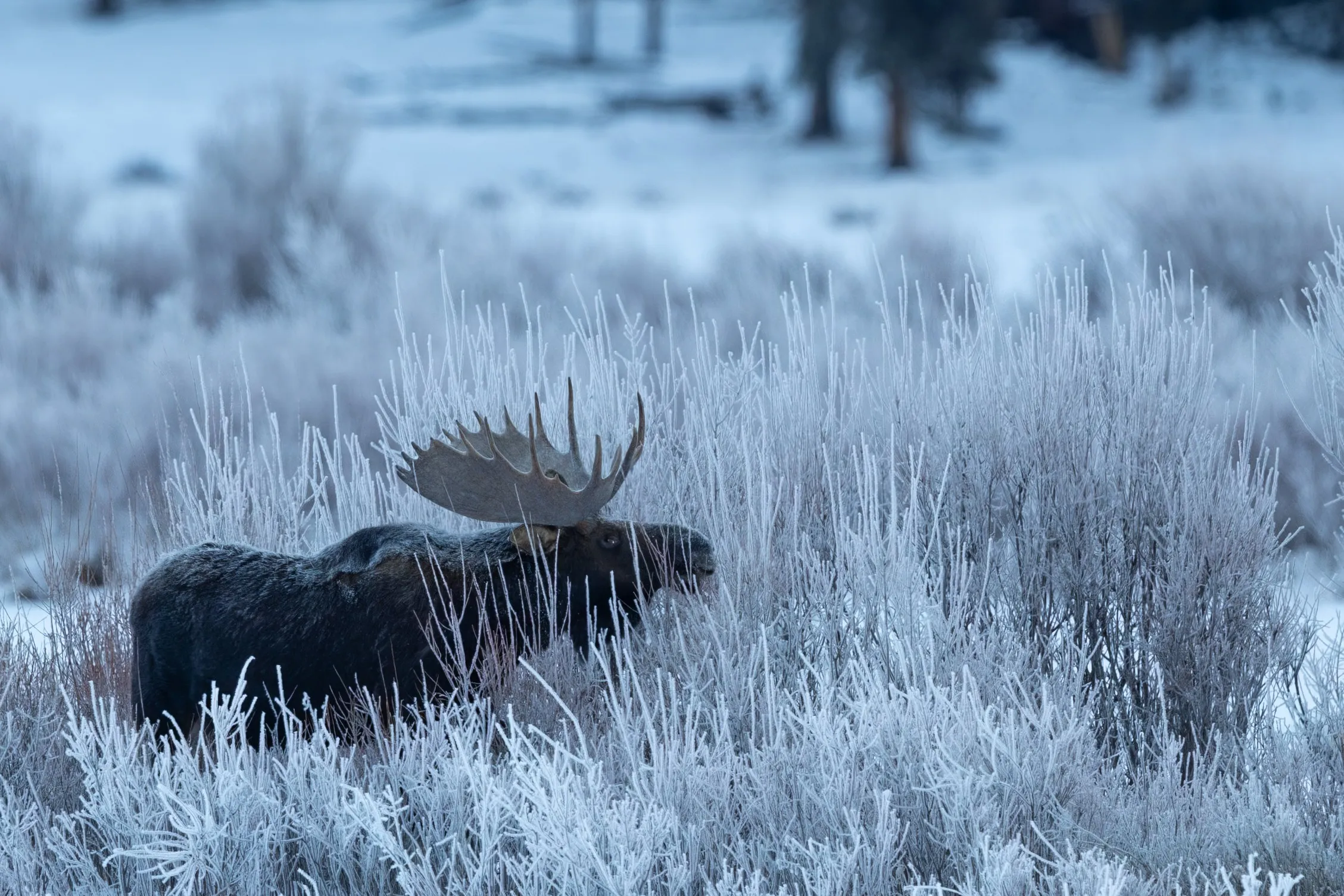 A bull moose standing in frost-covered grass at dawn, Grand Teton National Park, Wyoming — fine art wildlife photography print by Paul Anderson