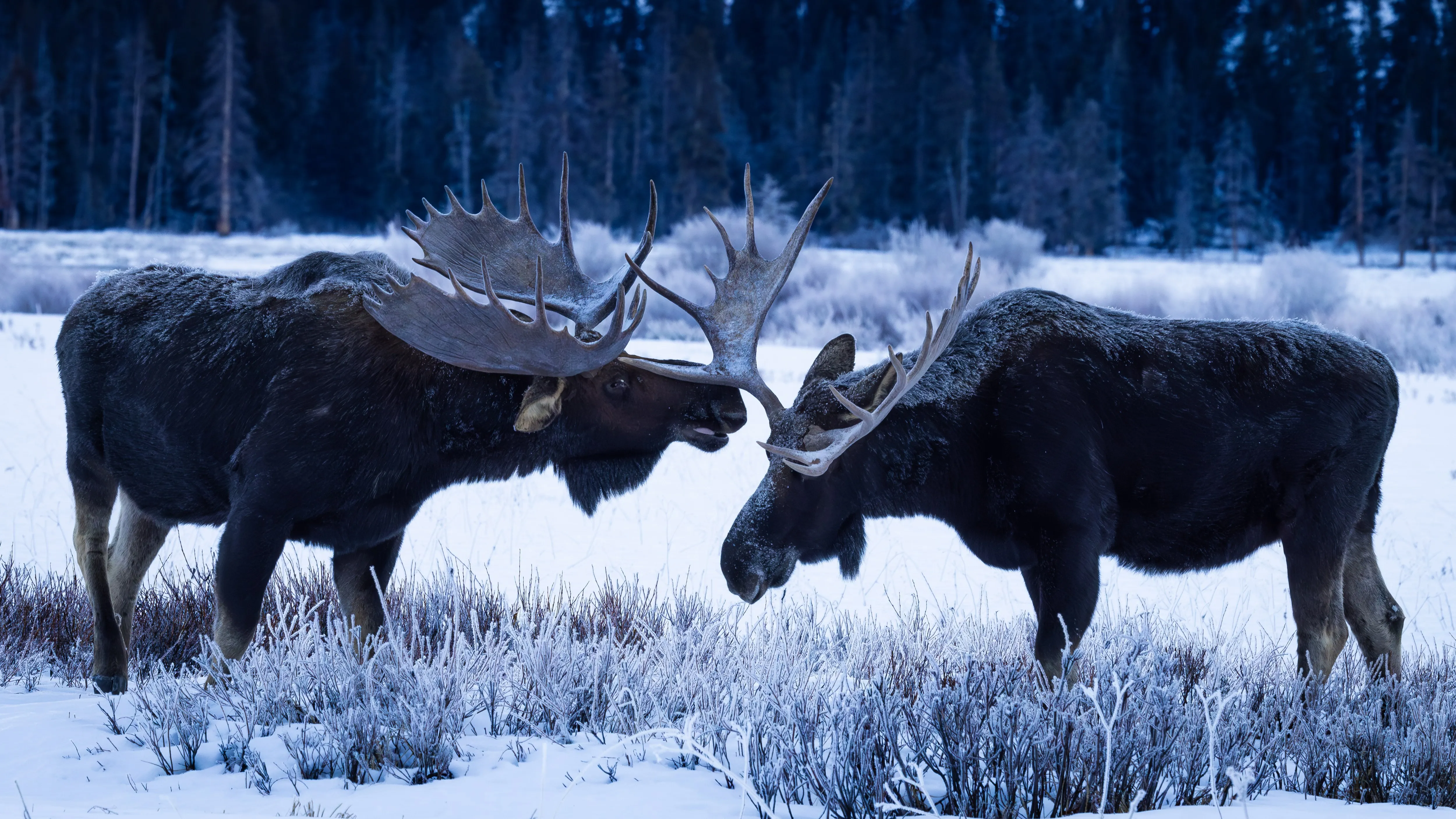 Frostbound — fine art wildlife photography print by Paul Anderson, Grand Teton, Wyoming