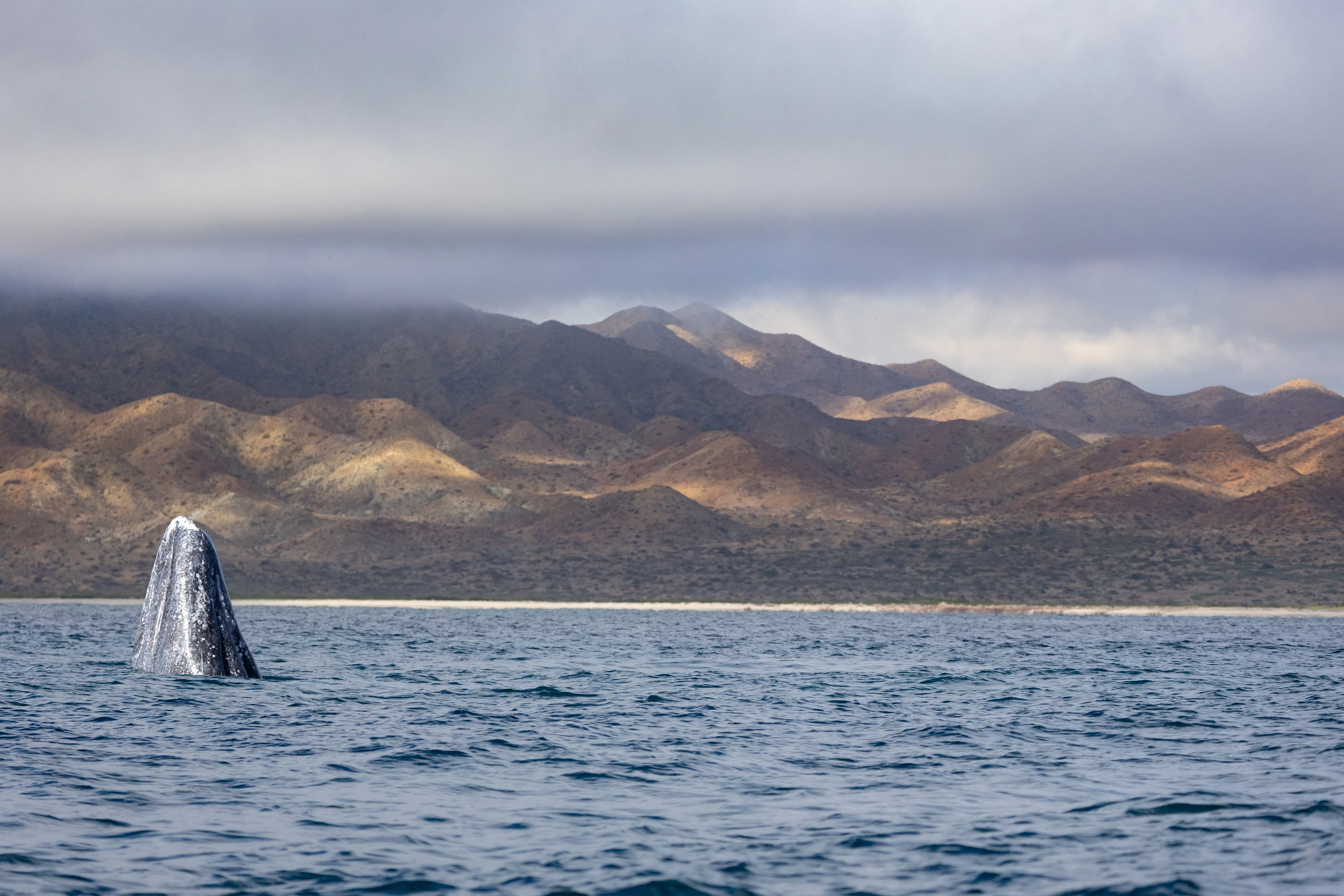 A lone sail crossing a calm bay beneath desert mountains — fine art landscape photography print