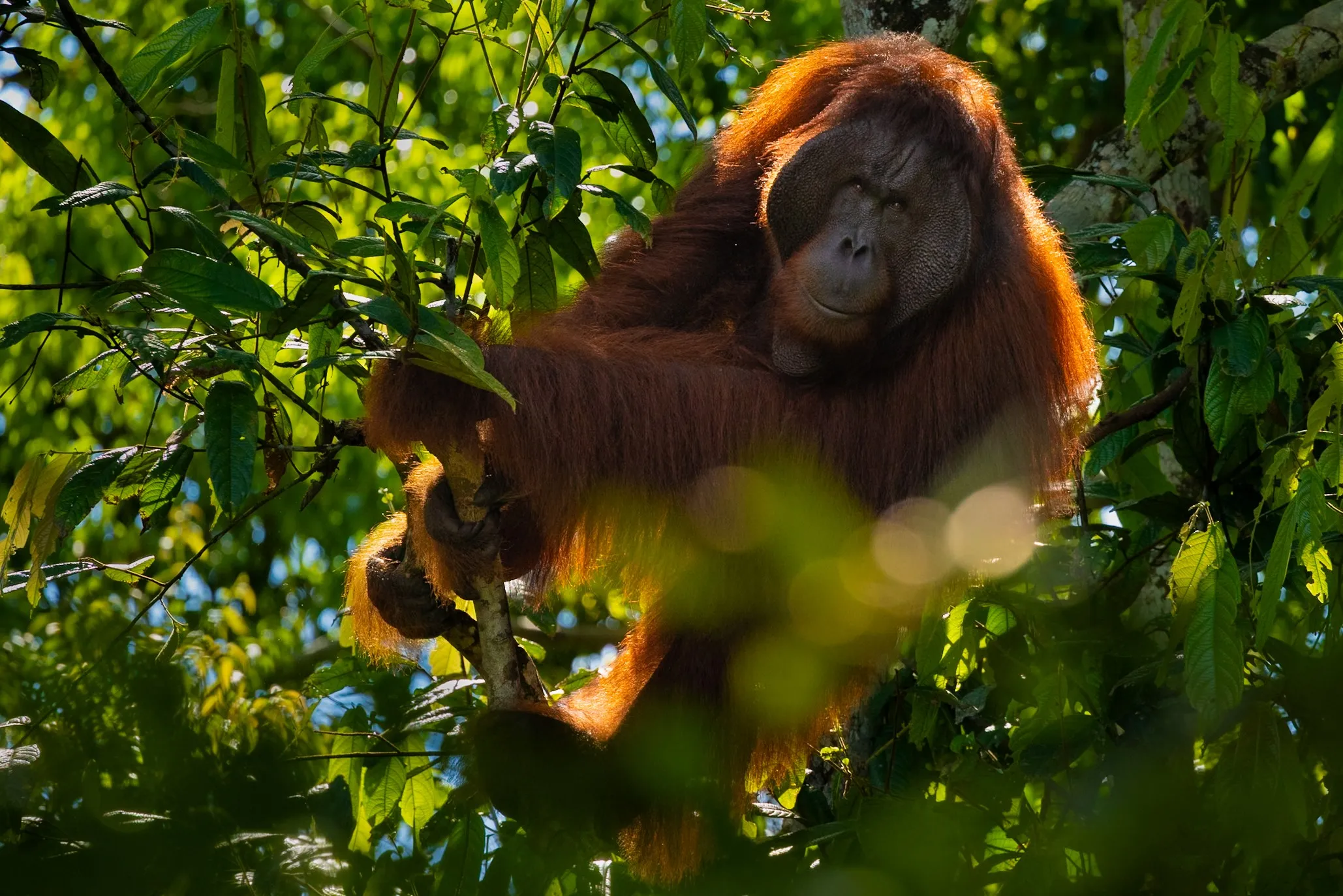 An orangutan moving through the rainforest canopy, Borneo, Malaysia — fine art wildlife photography print by Paul Anderson