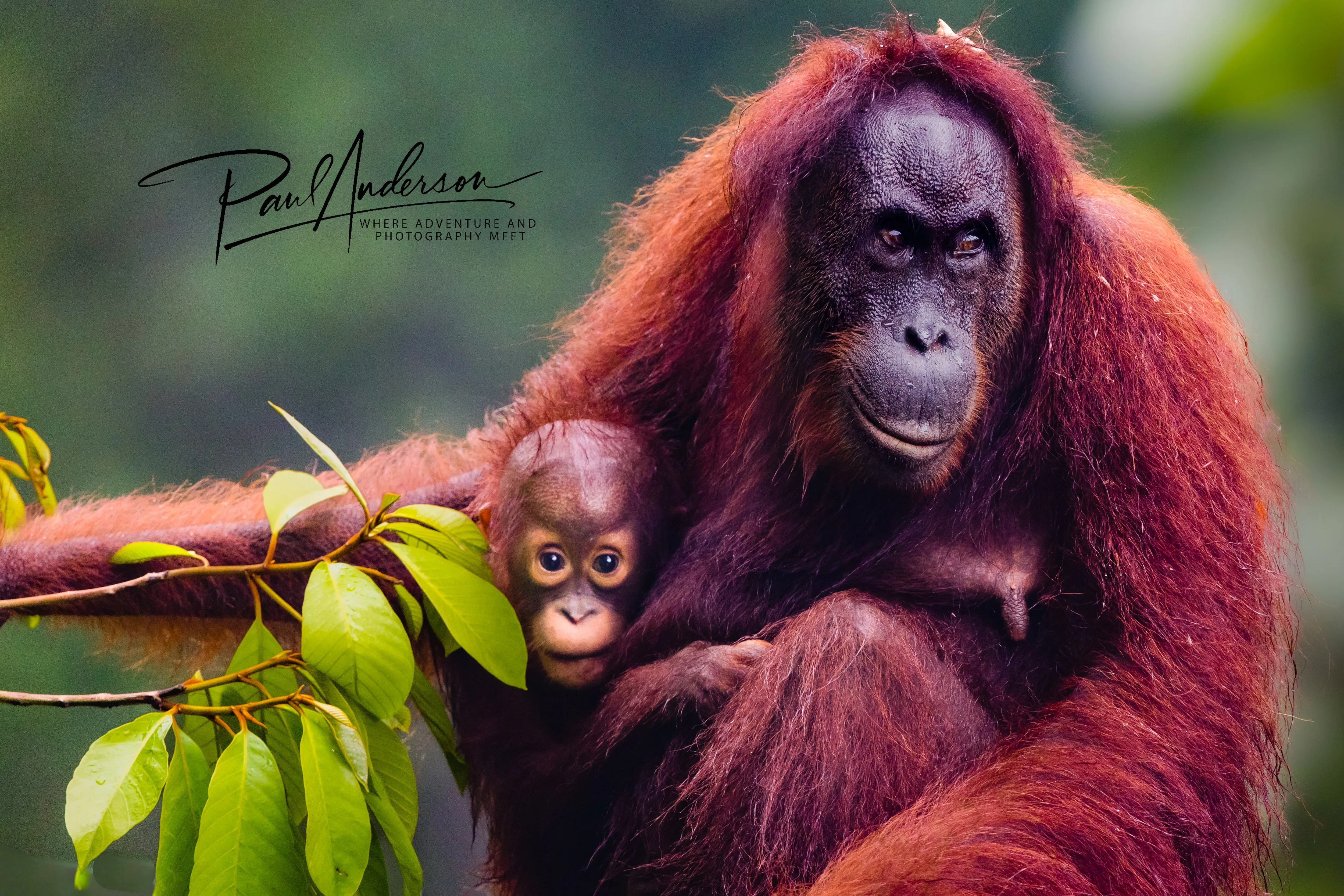 A wild orangutan mother holding her baby close in the rainforest of Borneo — fine art wildlife print
