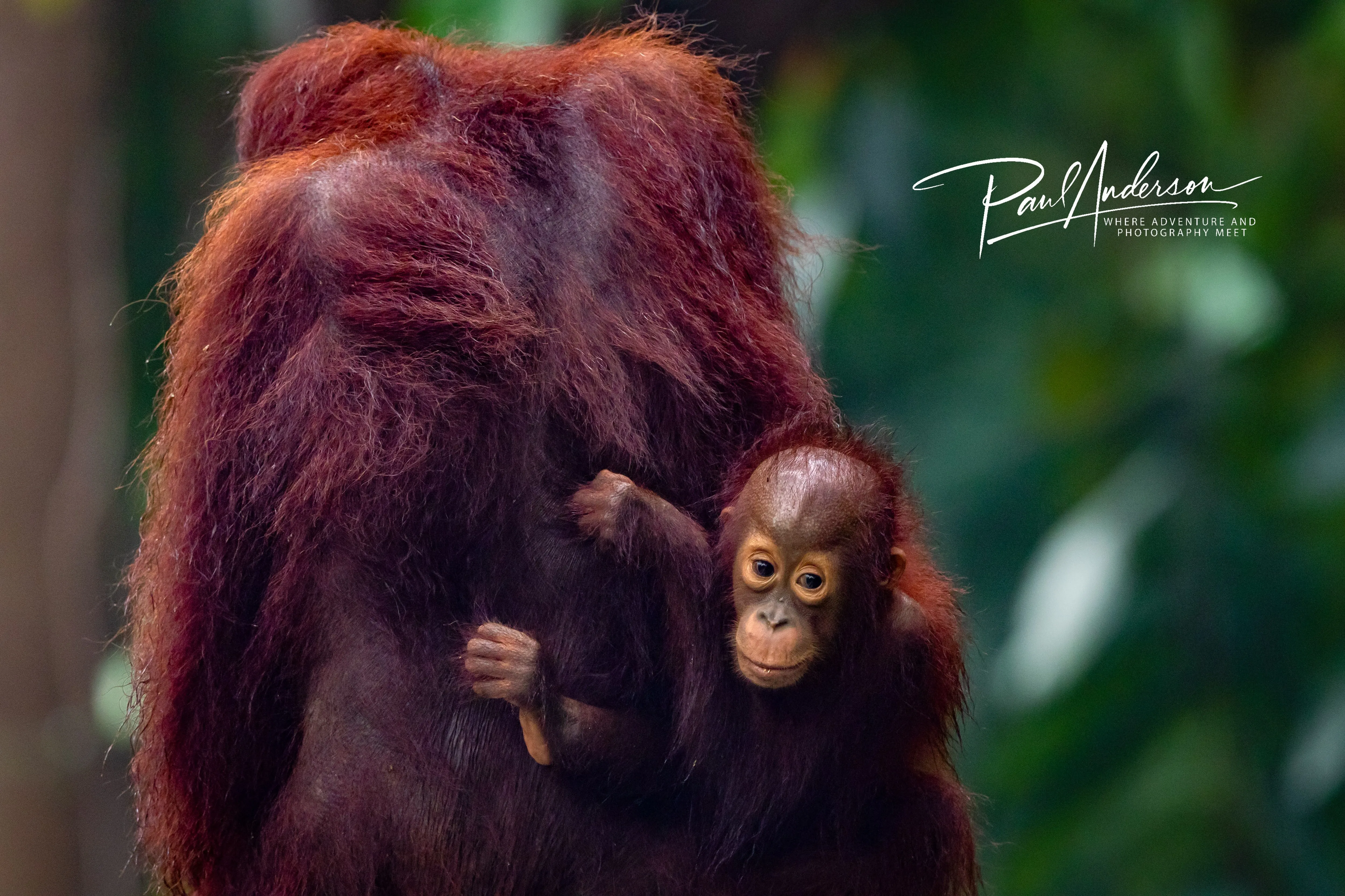 A wild orangutan mother cradling and gazing down at her infant, Borneo — fine art wildlife print