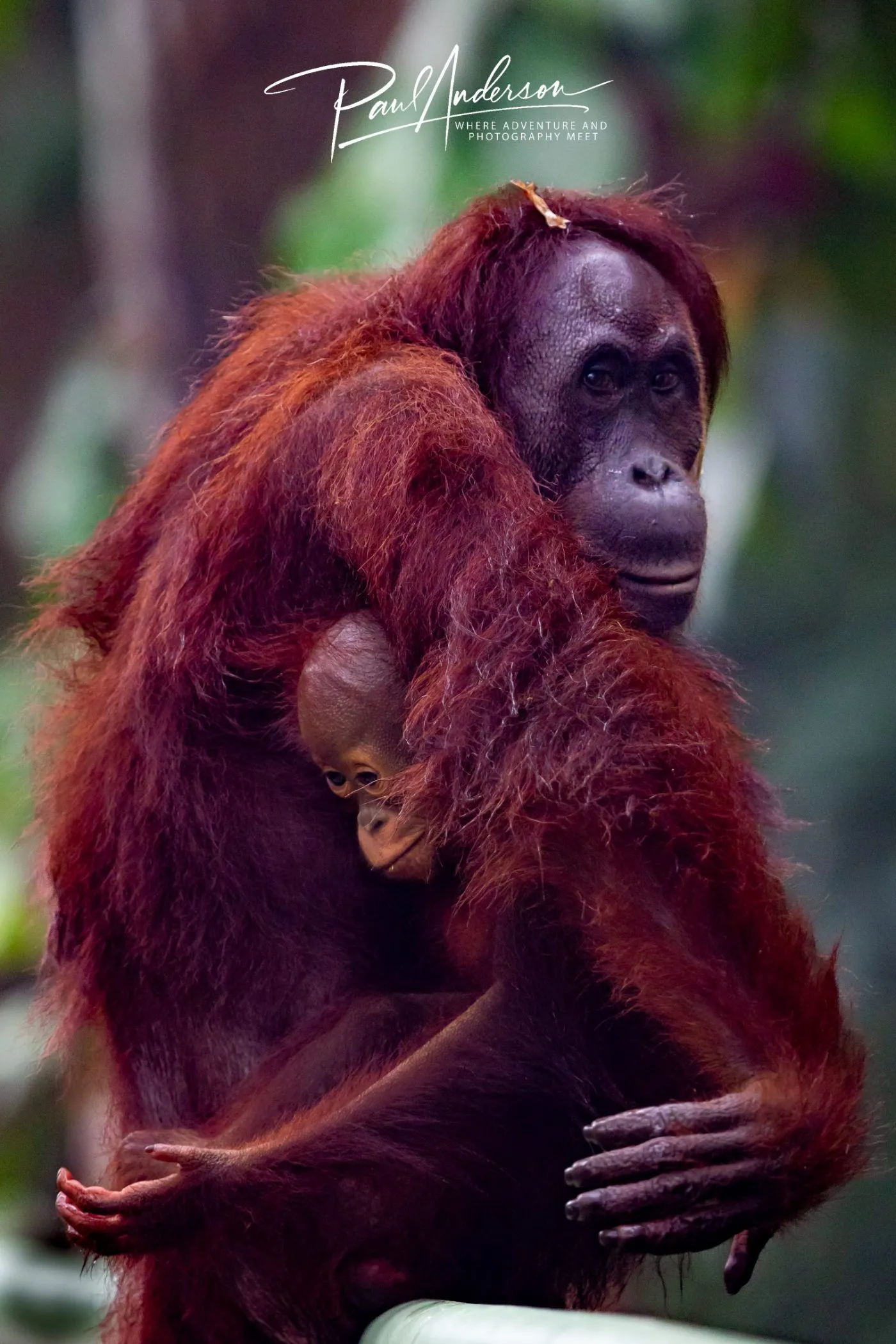 A wild orangutan in the rainforest canopy of Borneo — fine art wildlife photography print
