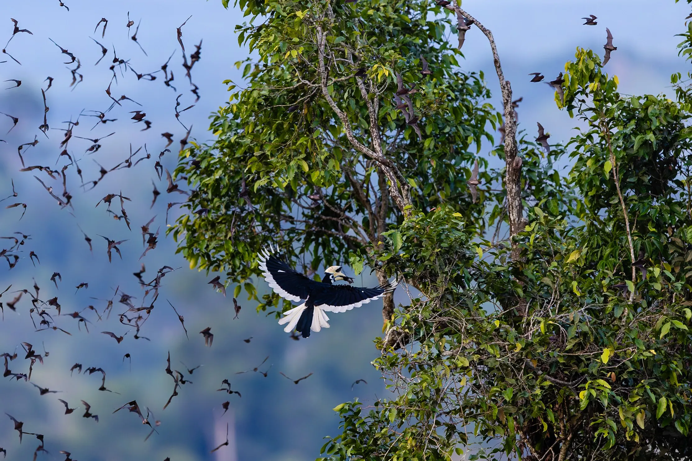 An oriental pied hornbill in flight through the canopy, Borneo, Malaysia — fine art bird photography print by Paul Anderson
