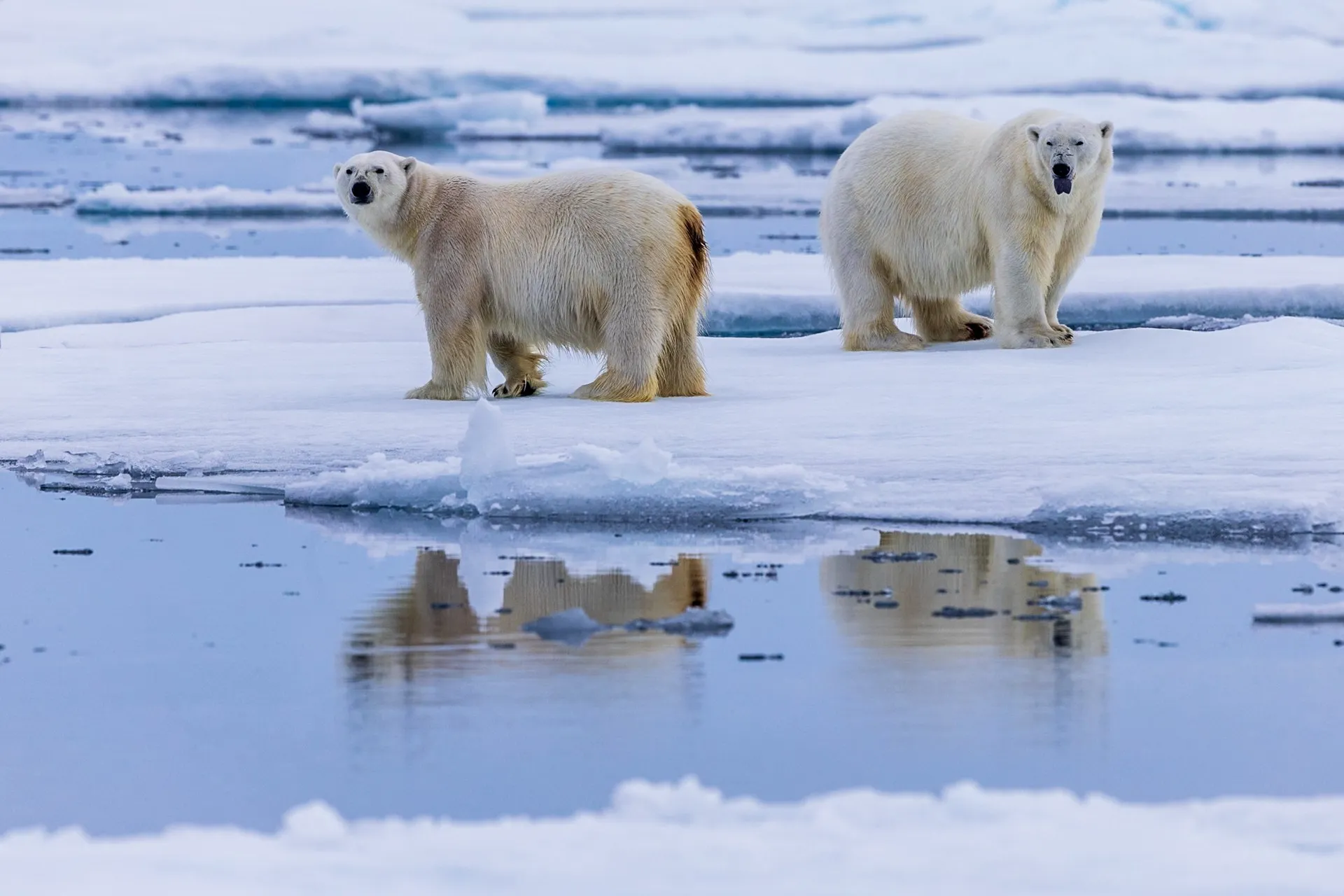 Two polar bears on the pack ice of the high Arctic, Svalbard, Norway — fine art wildlife photography print by Paul Anderson