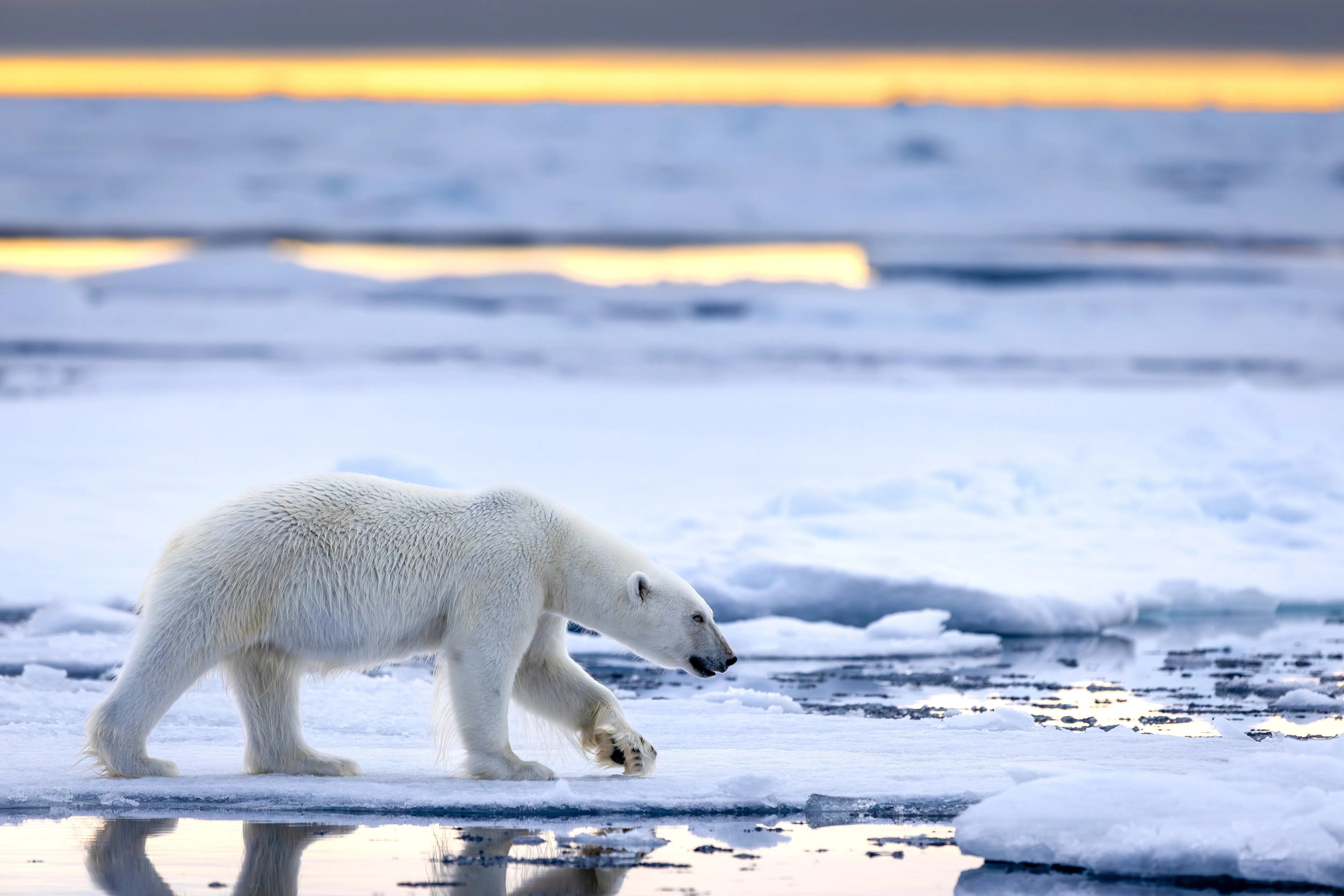 First Ice — fine art wildlife photography print by Paul Anderson, Svalbard, Norway