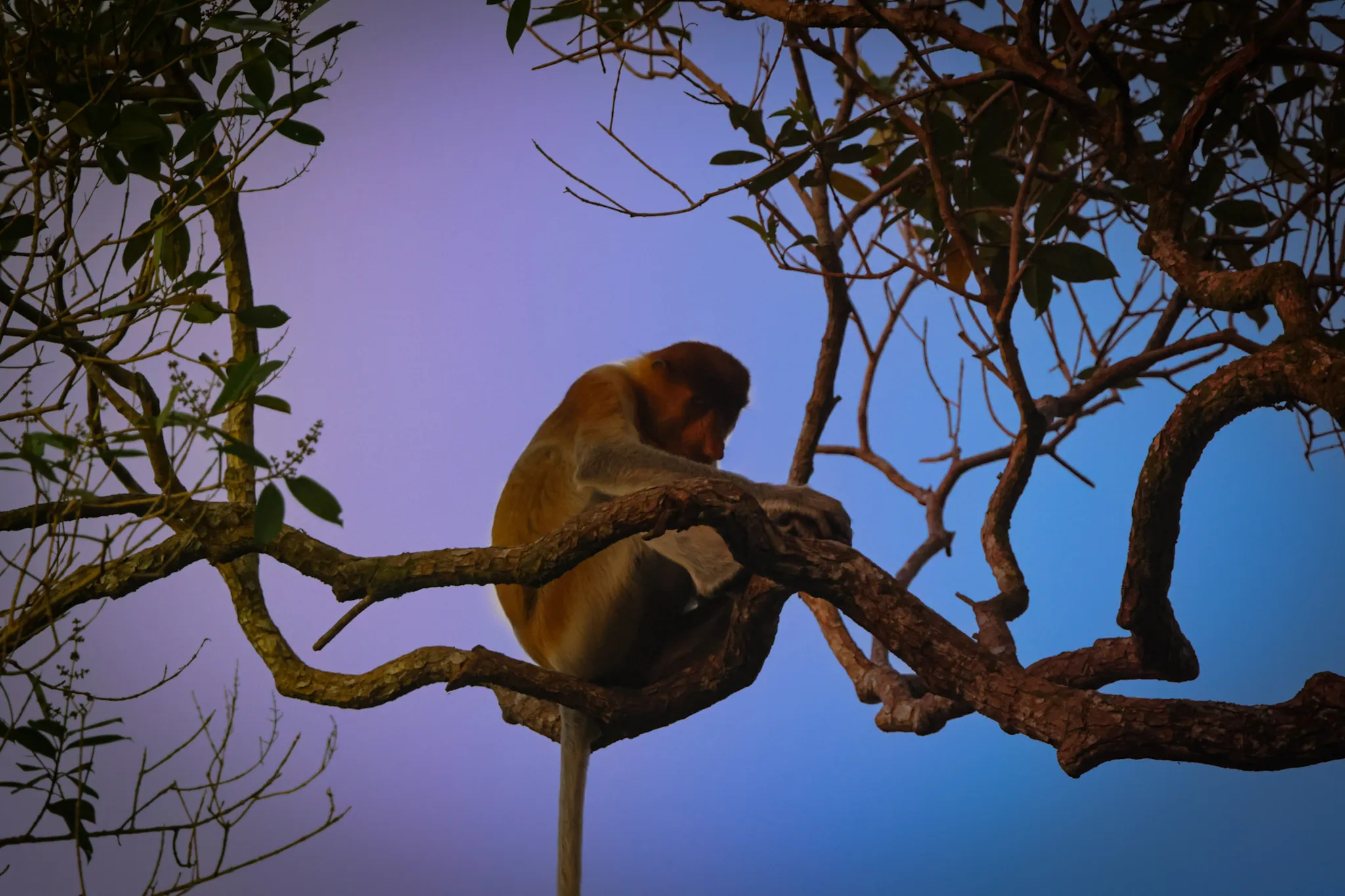 A proboscis monkey silhouetted against a dusk sky on a riverside branch, Borneo — fine art wildlife print