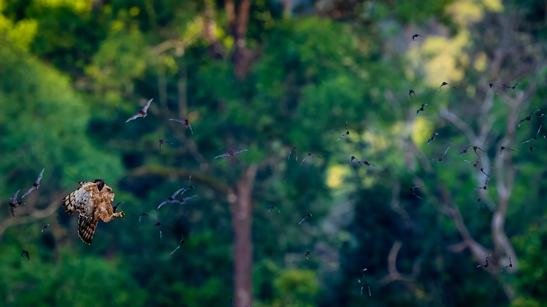 A bird glimpsed high in the rainforest canopy, Borneo, Malaysia — fine art bird photography print by Paul Anderson