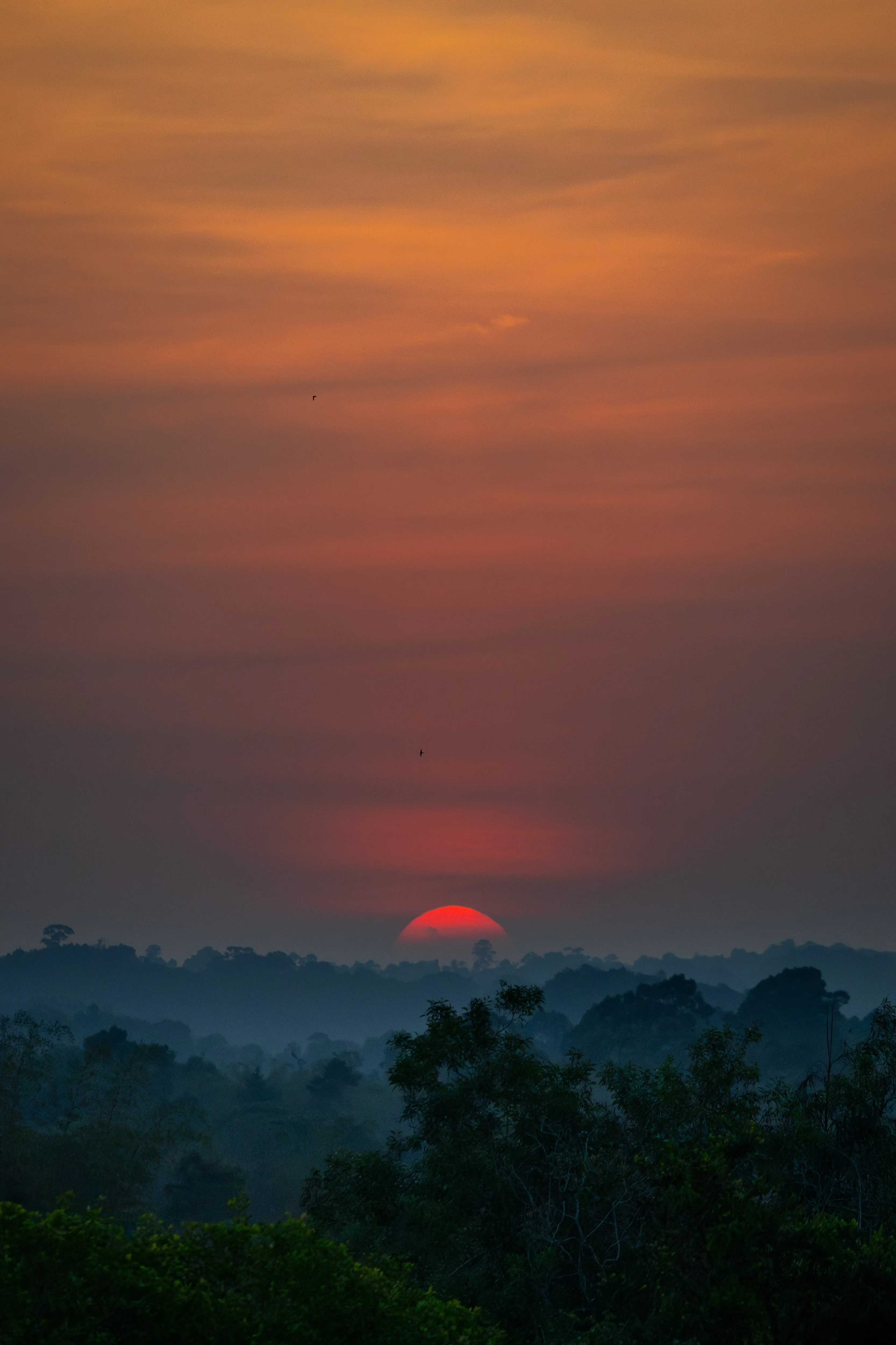 Rainforest Dawn — fine art landscape photography print by Paul Anderson, Vietnam