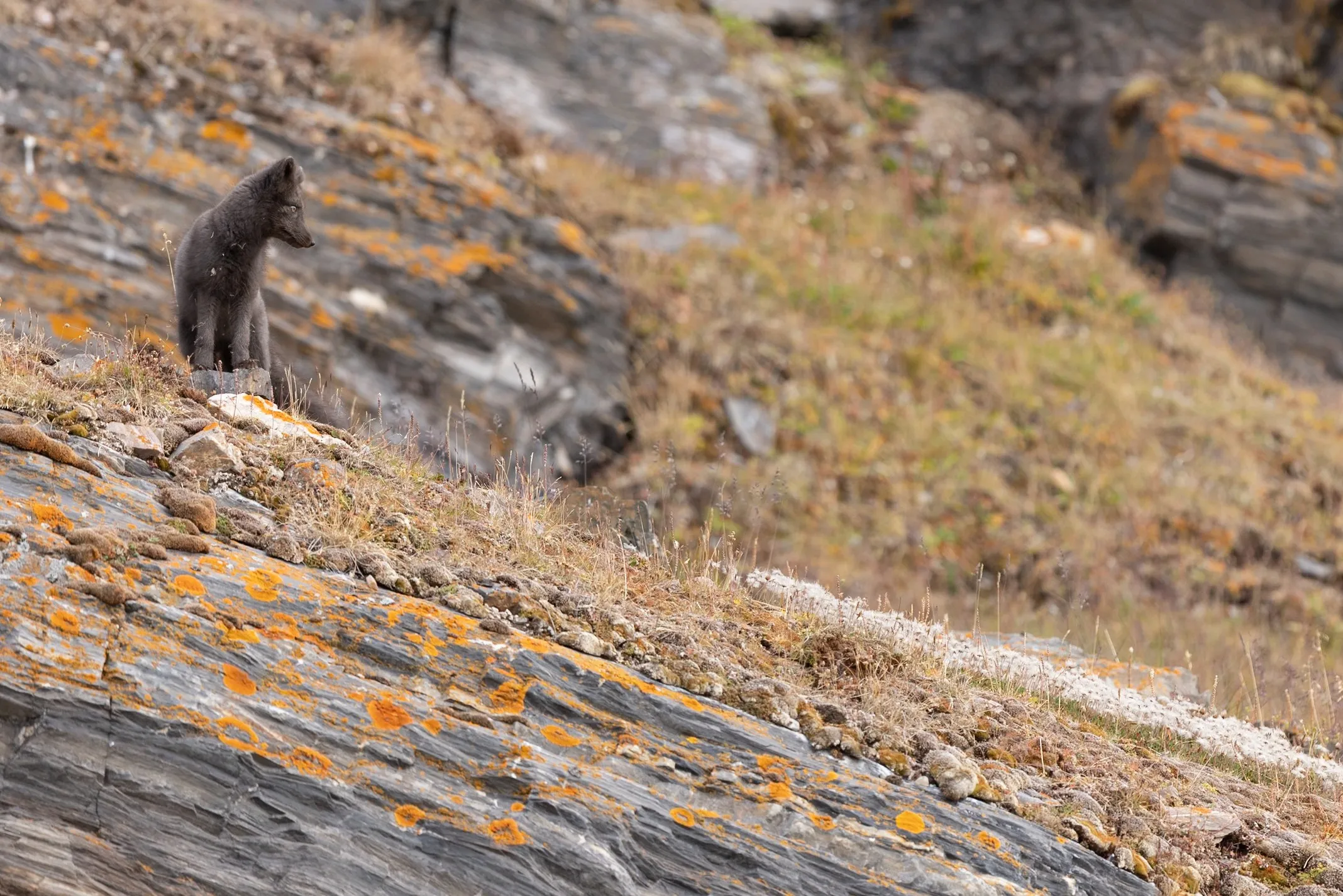 A sea lion resting on lichen-covered coastal rocks, Alaska — fine art wildlife photography print by Paul Anderson