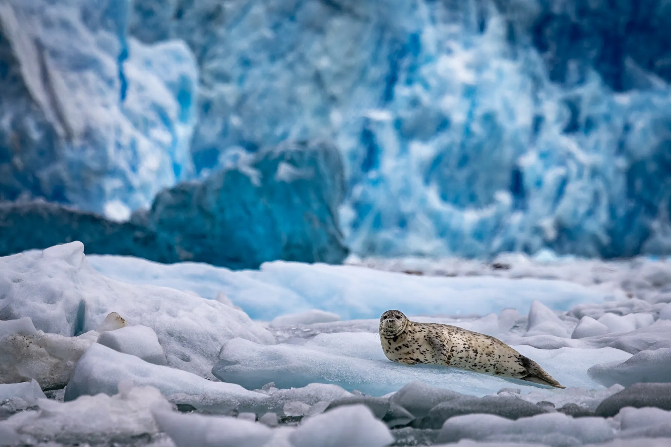 A seal resting on sea ice before a blue glacier face, the Arctic — fine art wildlife print