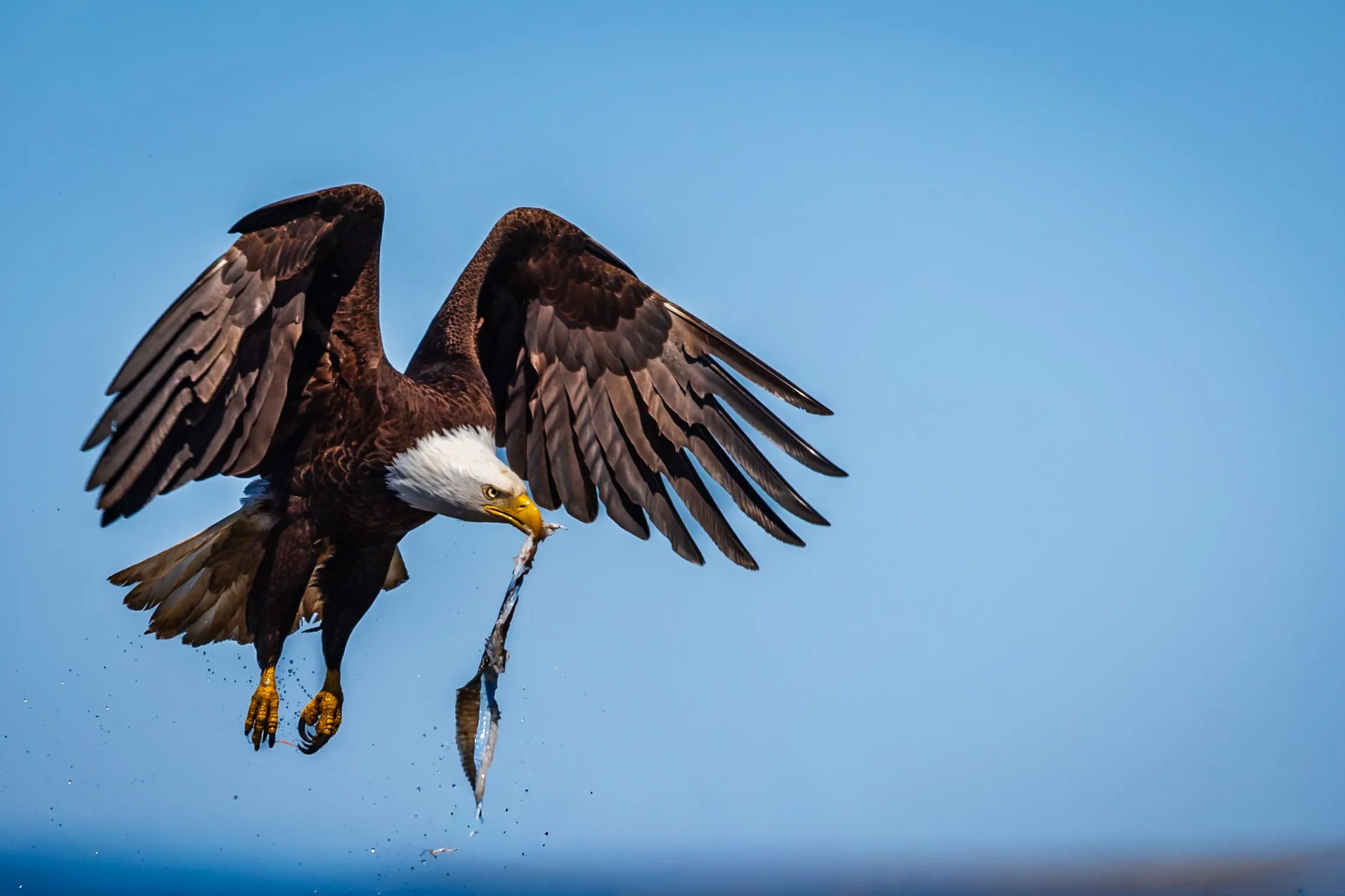 Sky Hunter — fine art bird photography print by Paul Anderson, Homer, Alaska