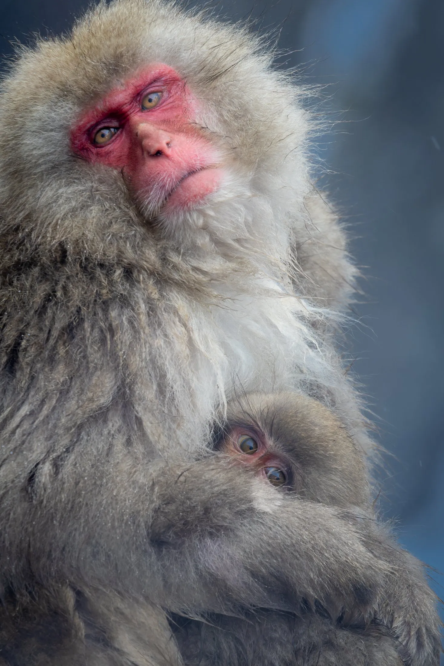 A Japanese snow monkey holding her infant in a steaming hot spring, Nagano, Japan — wildlife print