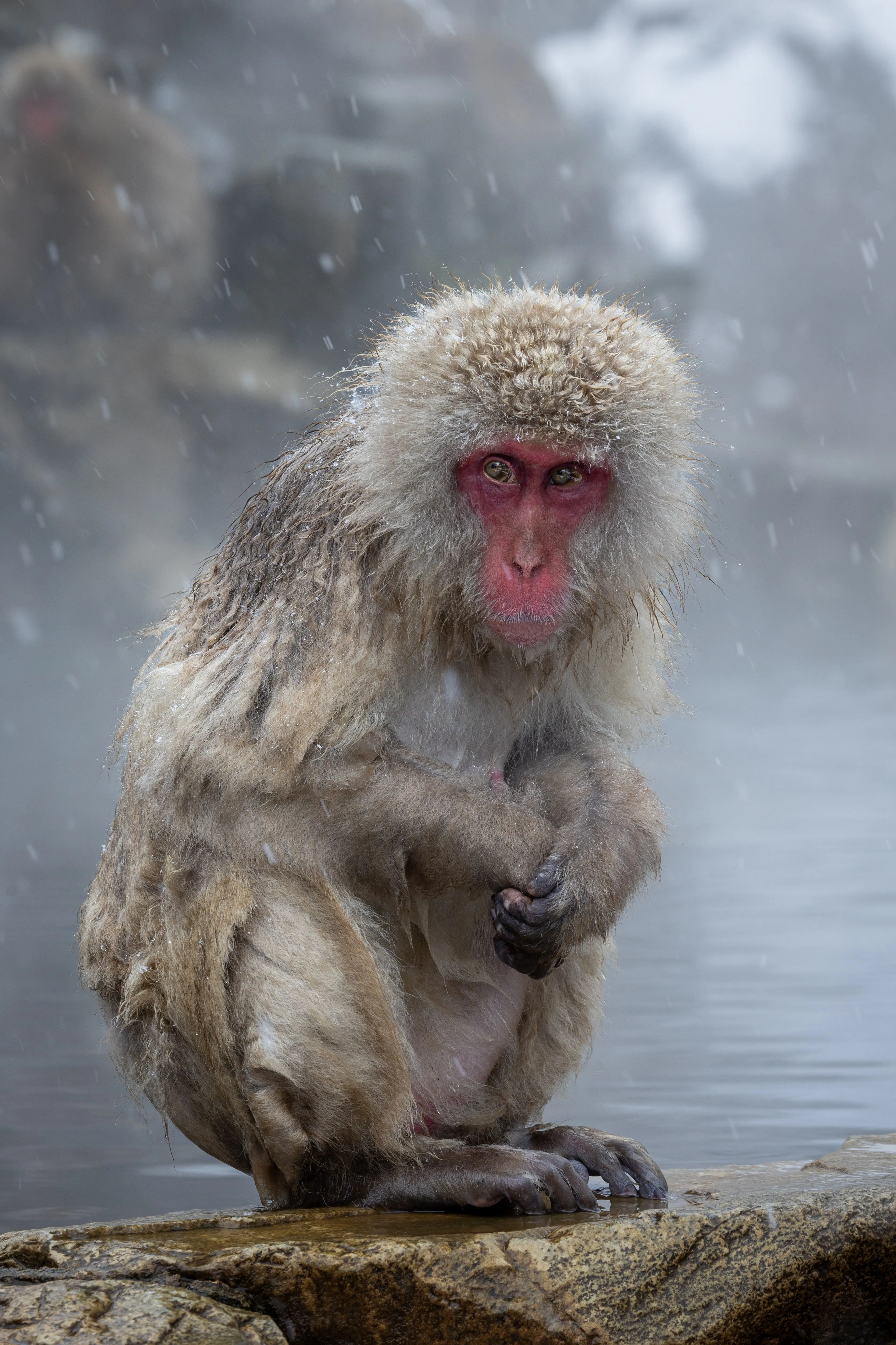 A Japanese snow monkey soaking in a steaming hot spring, Nagano — fine art wildlife print