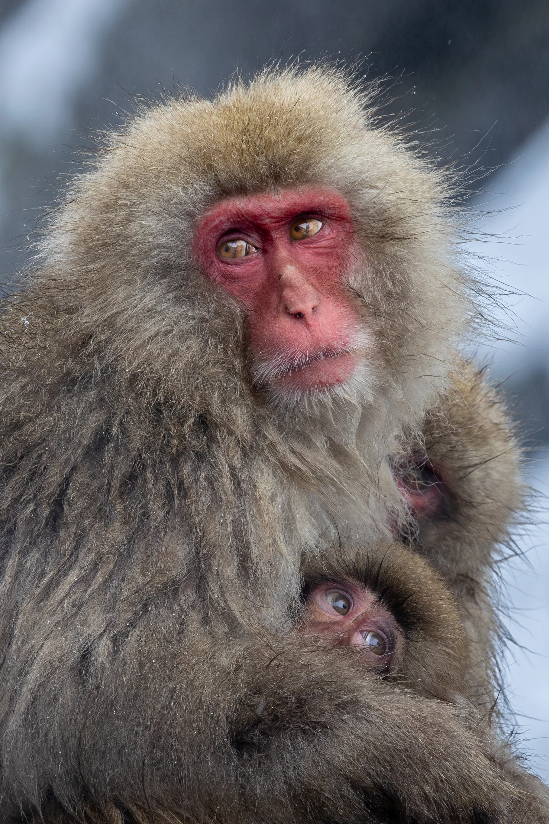 A Japanese snow monkey mother holding her infant close, Nagano — fine art wildlife print