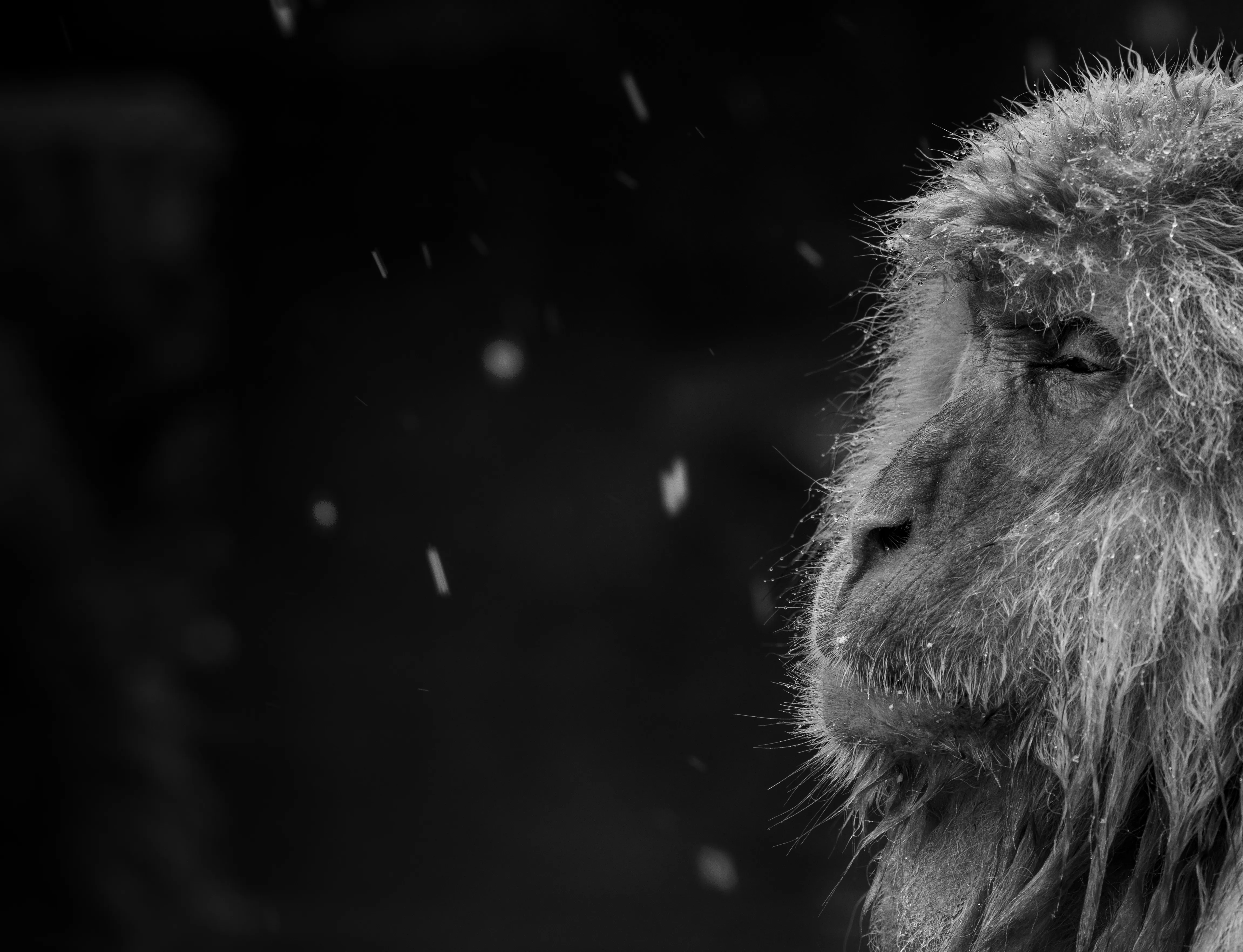 A Japanese snow monkey in profile amid falling snow, black and white — fine art wildlife print