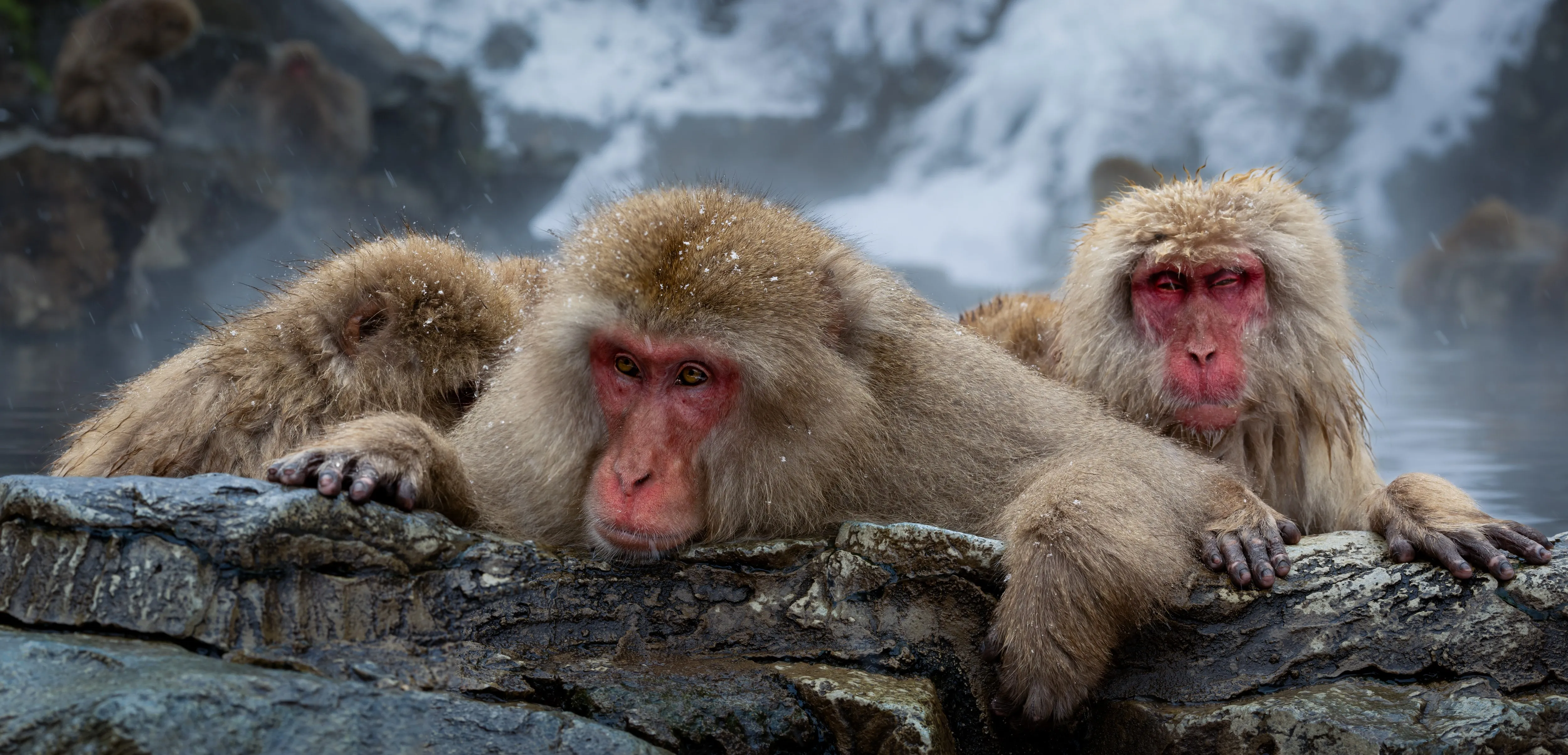 Three Japanese snow monkeys huddled together on a snowy rock, Nagano — fine art wildlife print