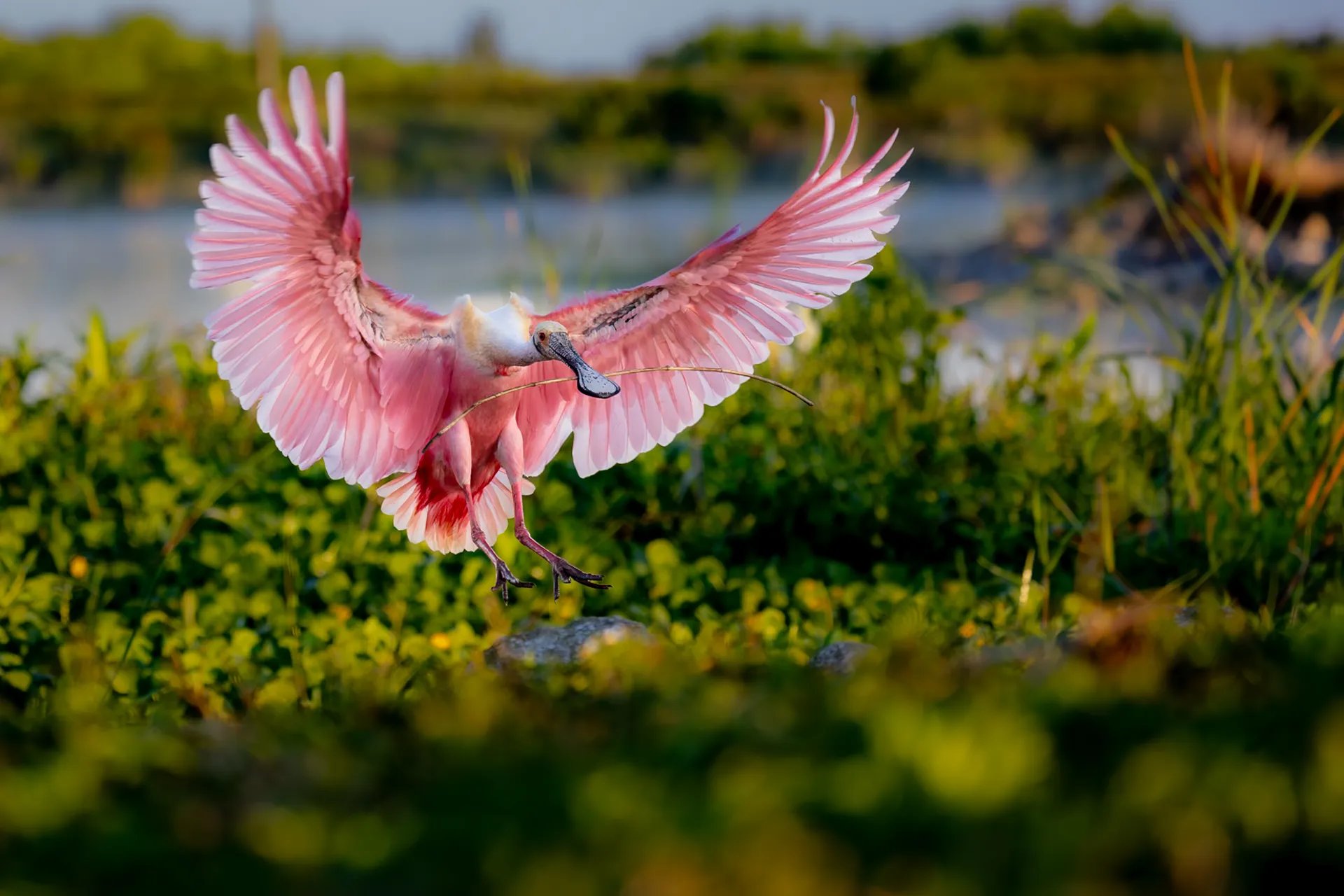 Roseate — fine art bird photography print by Paul Anderson, Everglades, Florida