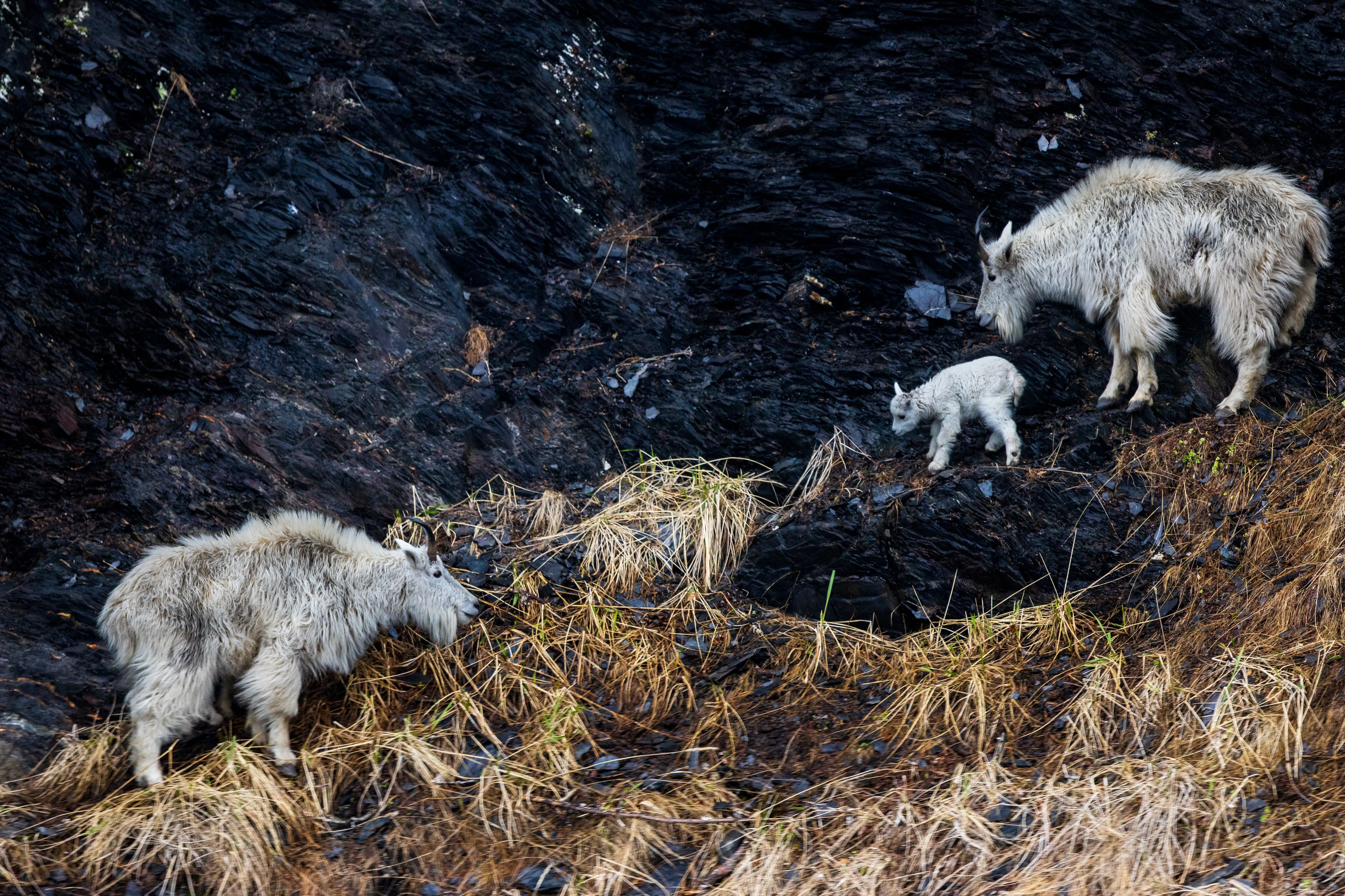 Sure-Footed — fine art wildlife photography print by Paul Anderson, Alaska