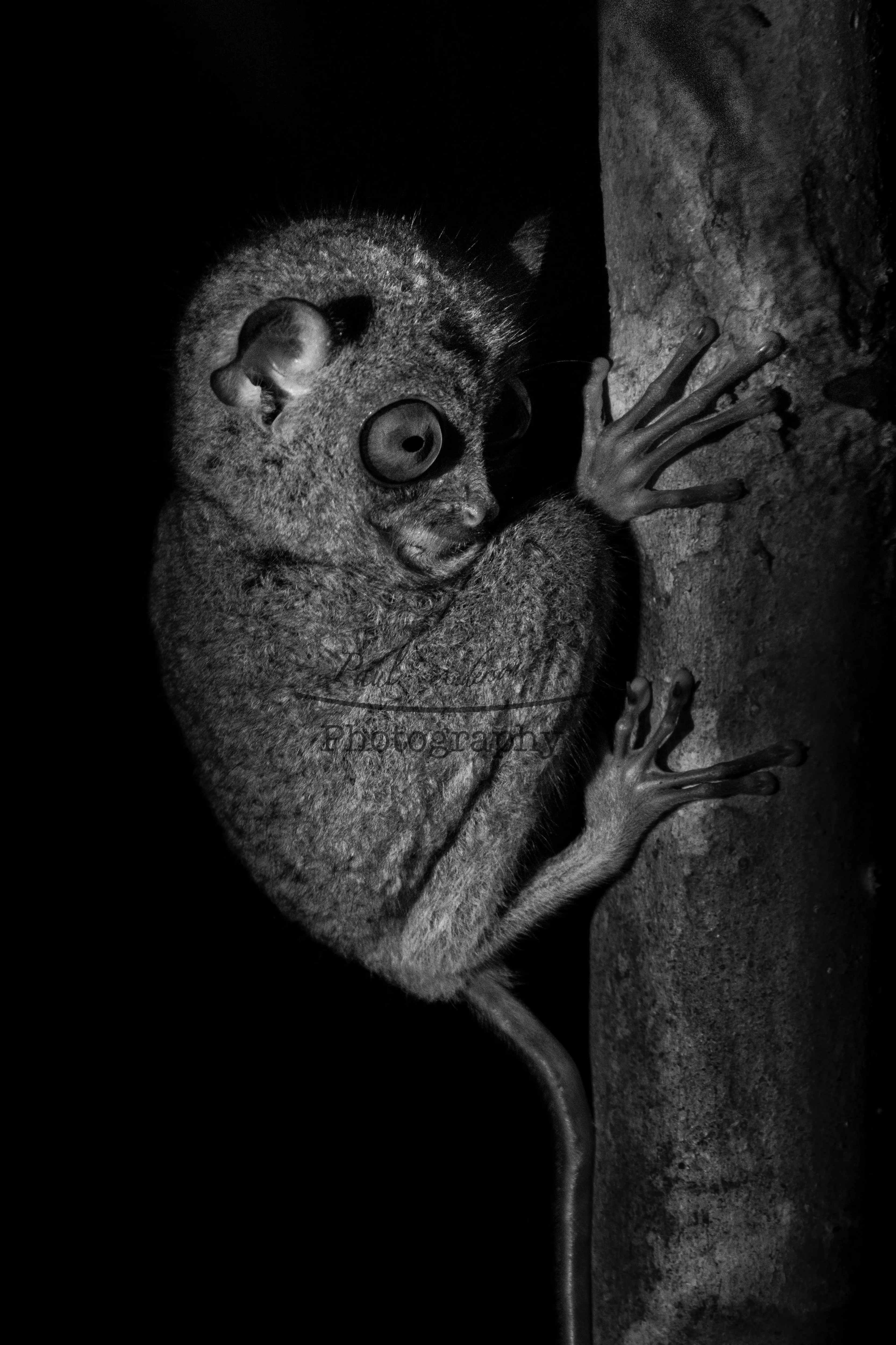 A nocturnal tarsier clinging to a tree at night, rendered in black and white — fine art wildlife print