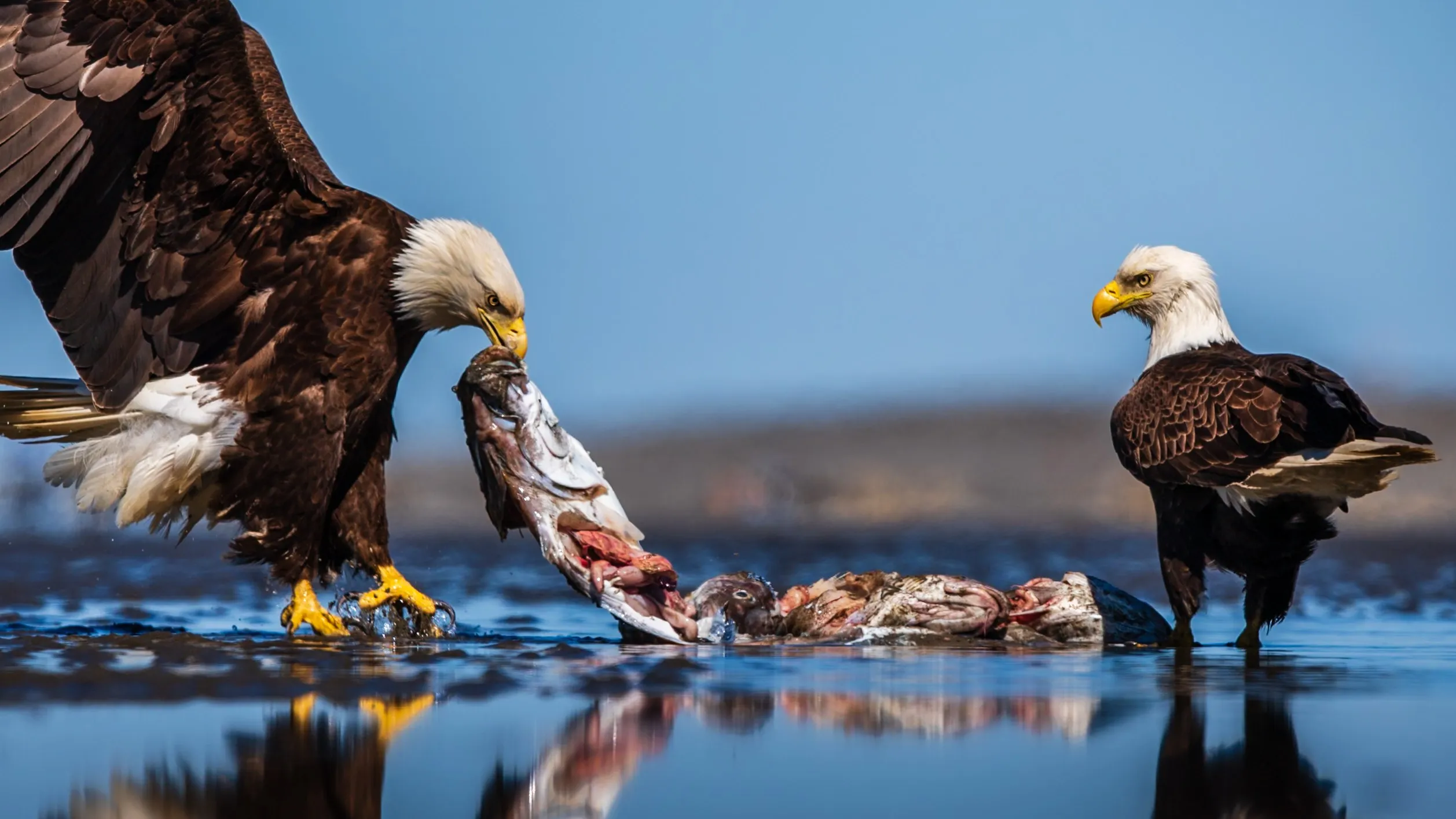 The Spoils — fine art bird photography print by Paul Anderson, Homer, Alaska