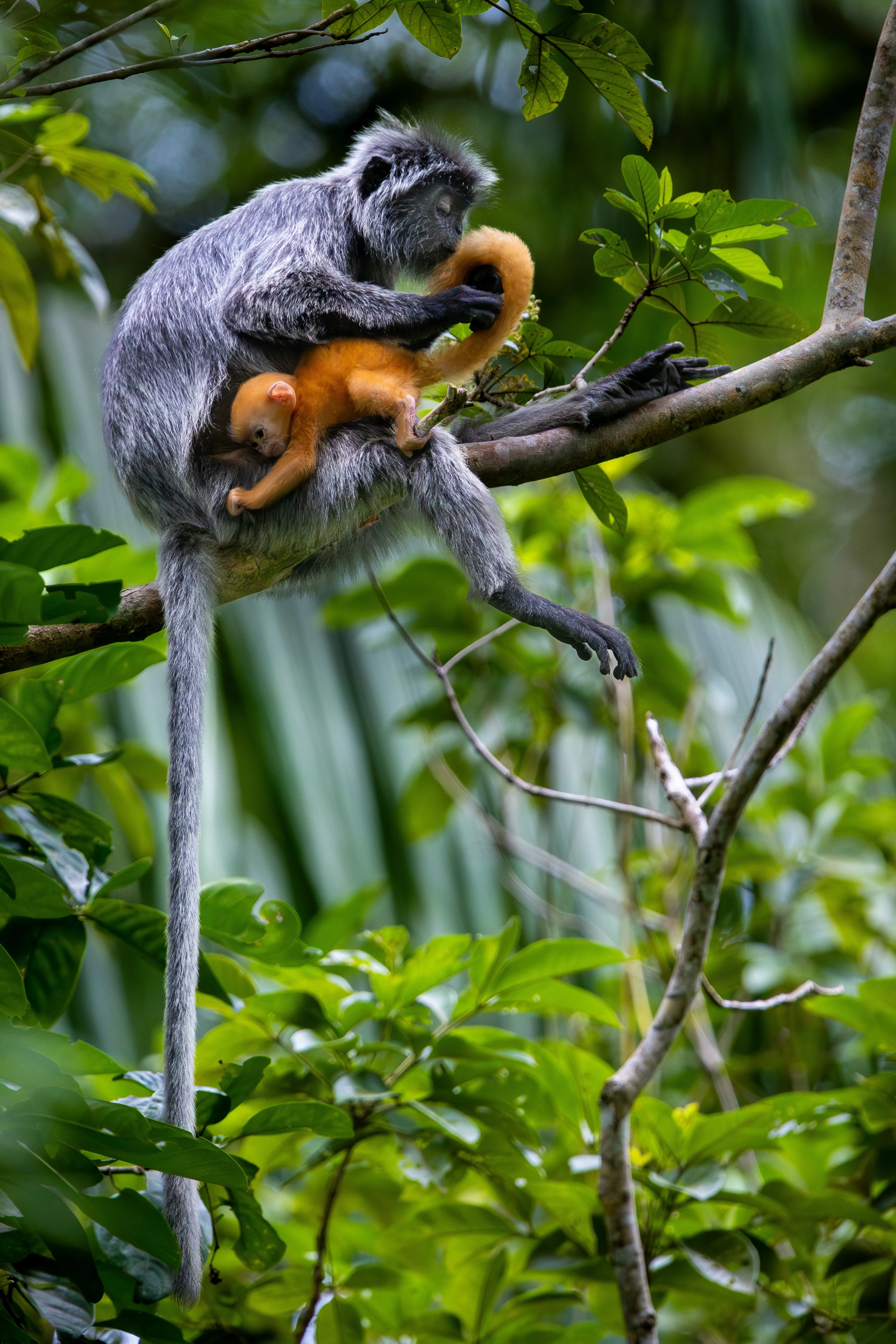 Treetop Watch — fine art wildlife photography print by Paul Anderson, Borneo, Malaysia