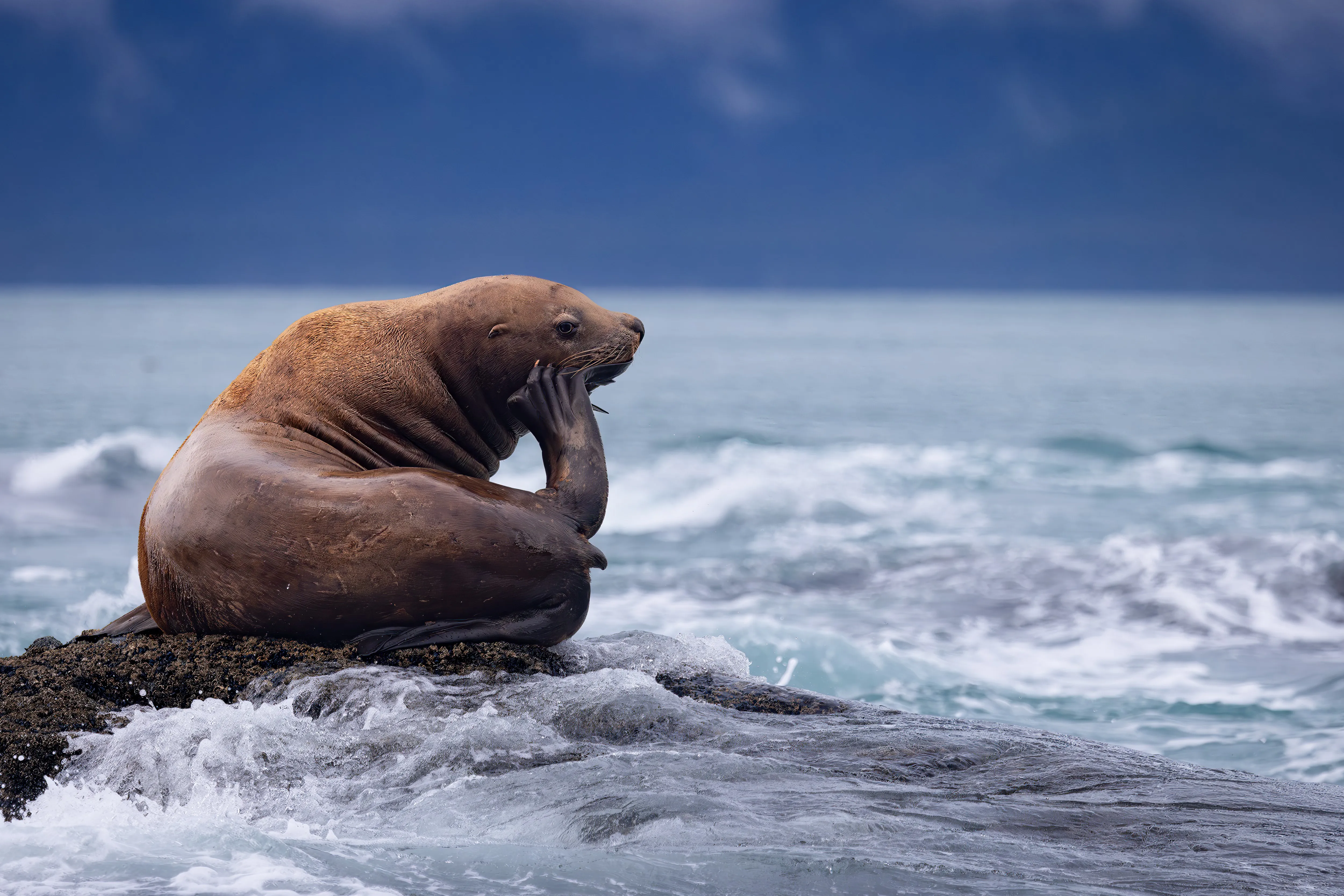 A walrus resting on a rocky shoreline by the sea — fine art wildlife photography print